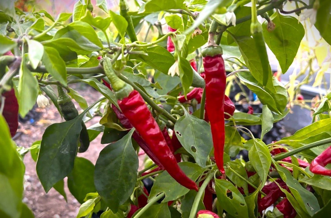 Köp Guindilla - Chilifrön online hos Svenska Frön Guindilla - Svenskodlade chilifrön från Svenska Frön