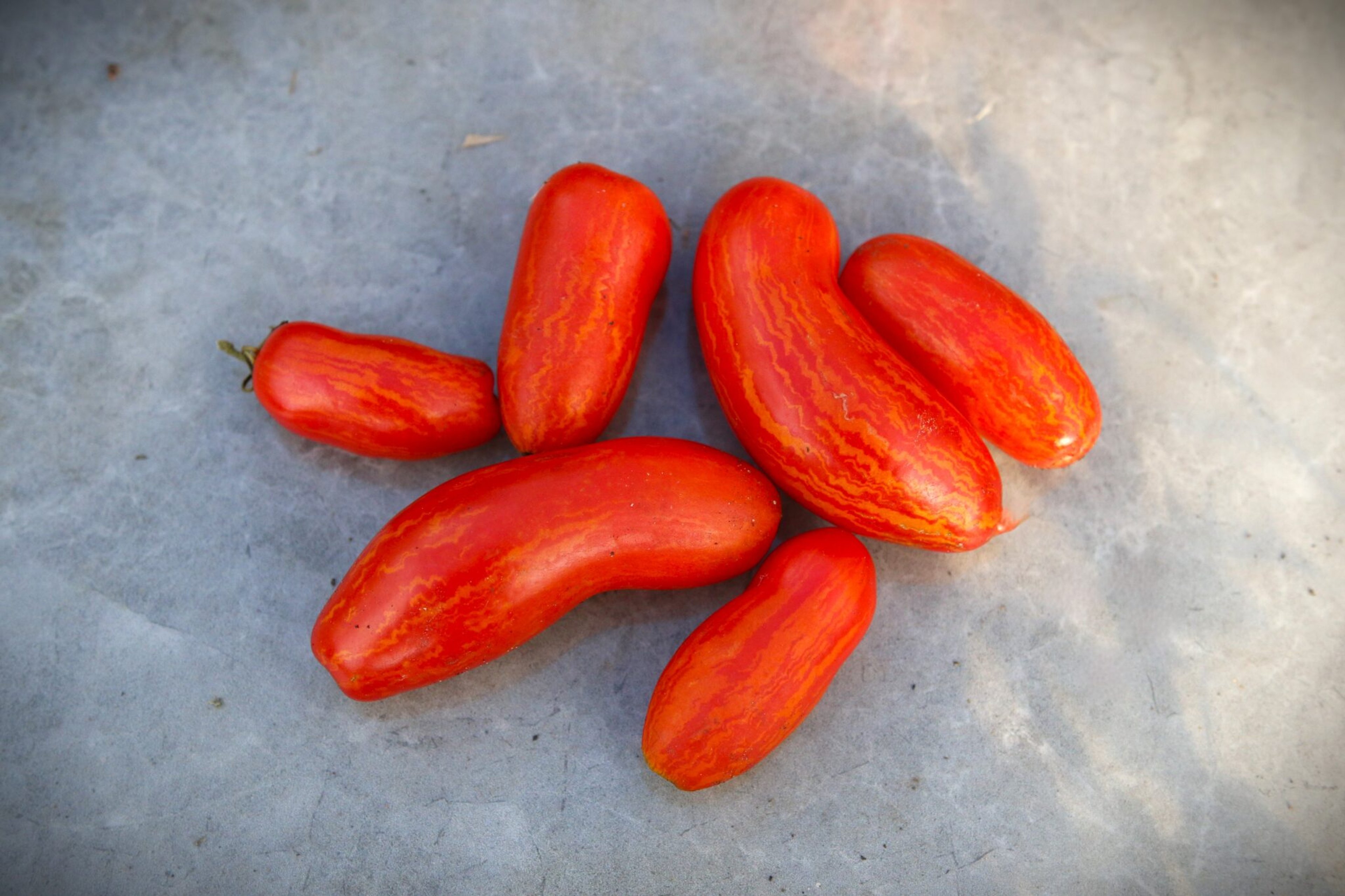 Yellow Tulip - Svenskodlade tomatfrön från Svenska Frön