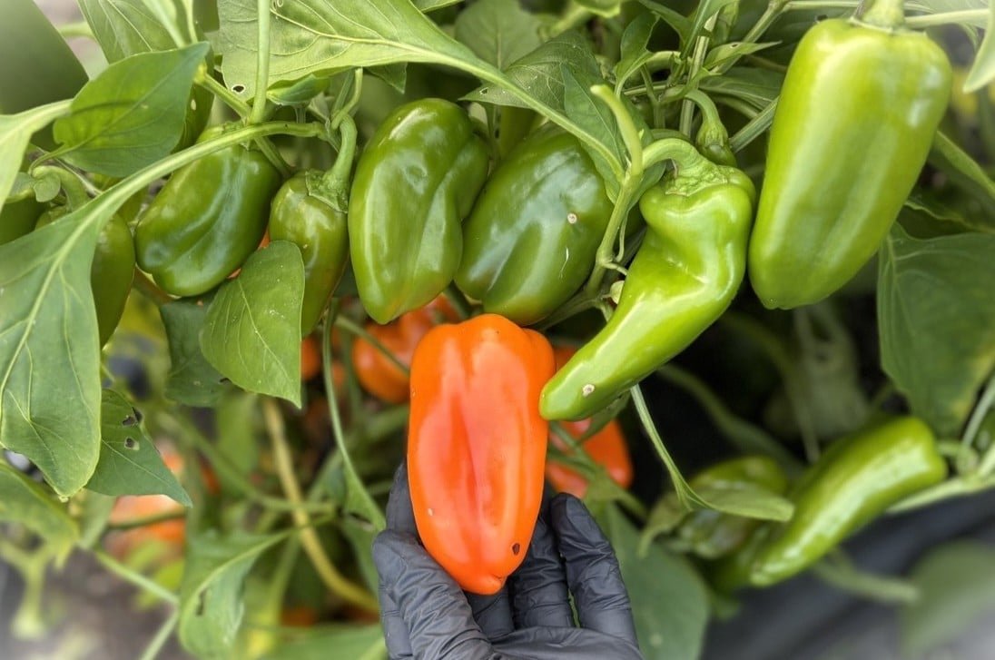 Köp Hamik - Chilifrön online hos Svenska Frön Hamik - Svenskodlade chilifrön från Svenska Frön