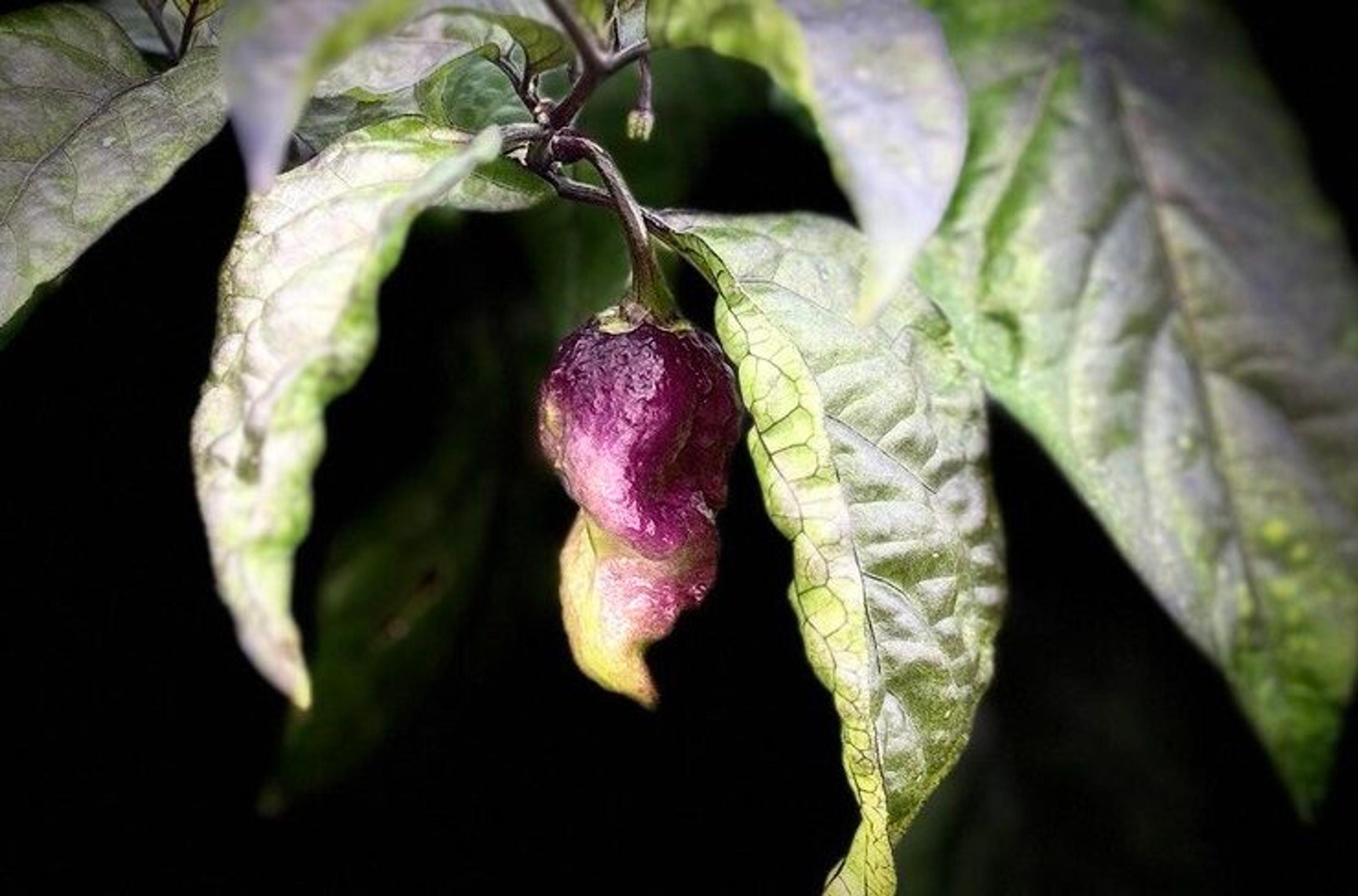 Faddas Boar Claws Purple miniatyrbild 8