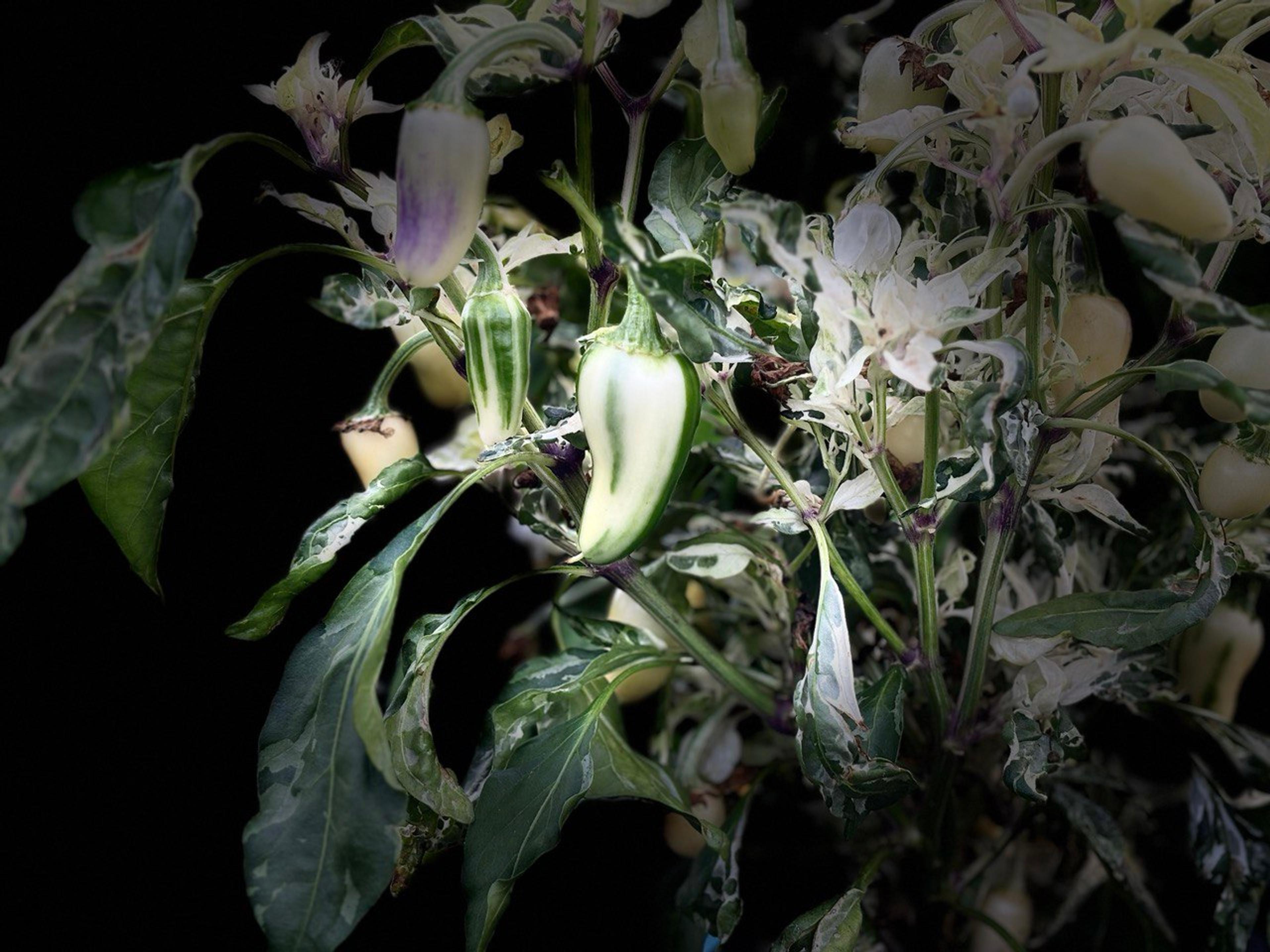 Mattapeno miniatyrbild 6