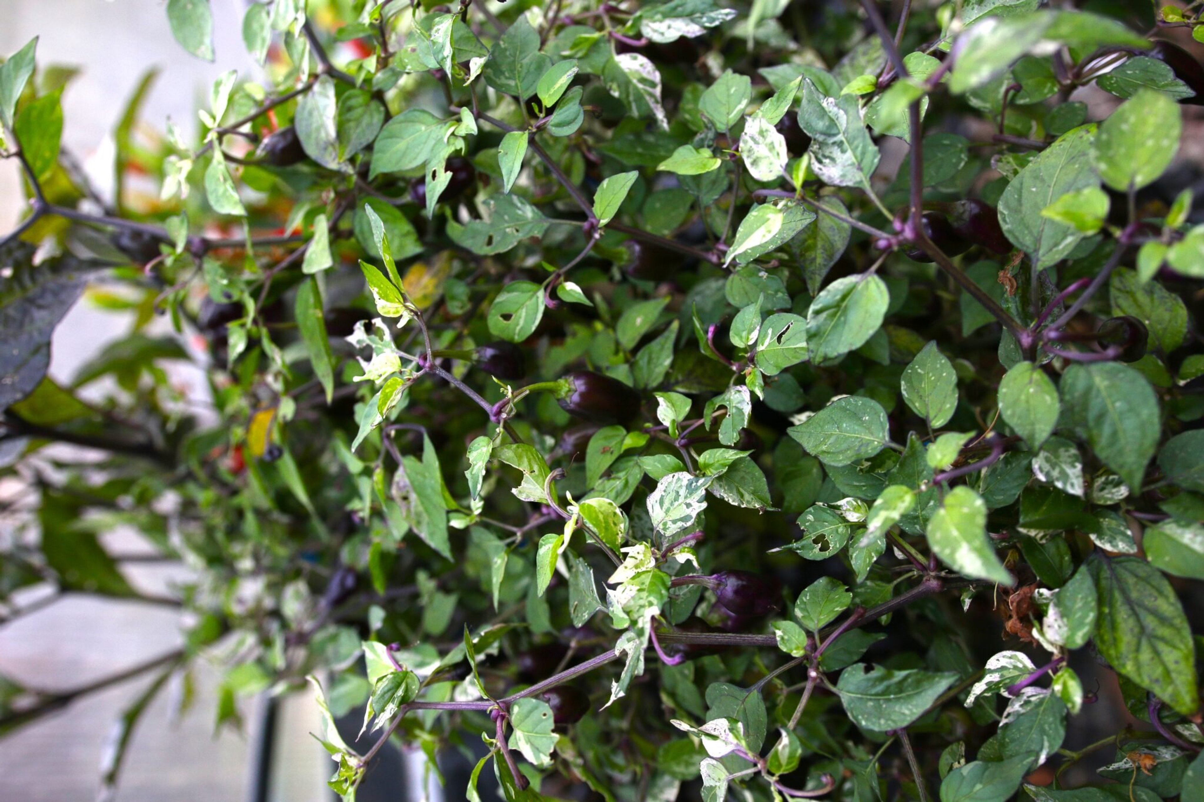 Jigsaw Variegated - Svenskodlade chilifrön från Svenska Frön