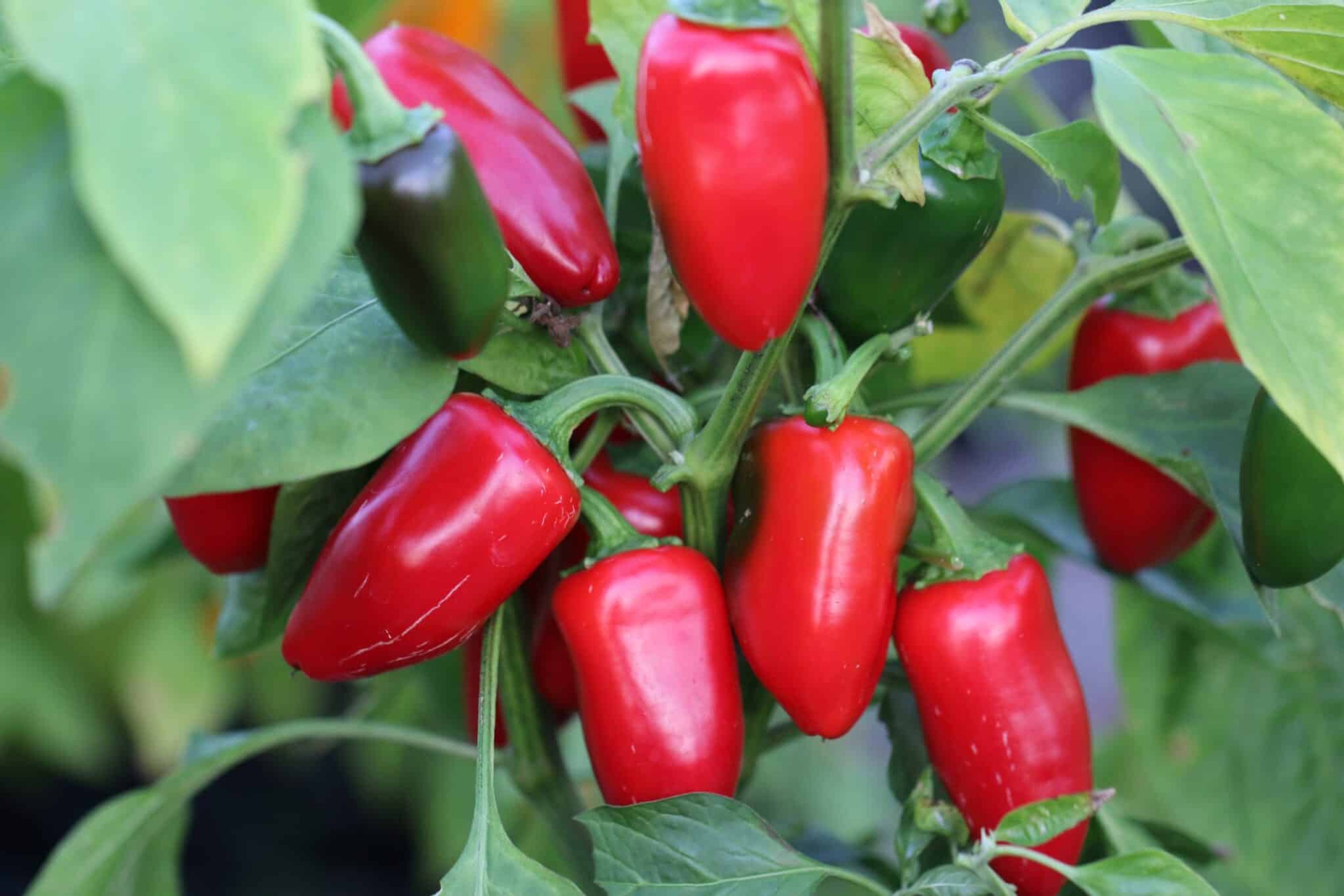 Jalapeno Mucho Nacho - Svenskodlade chilifrön från Svenska Frön