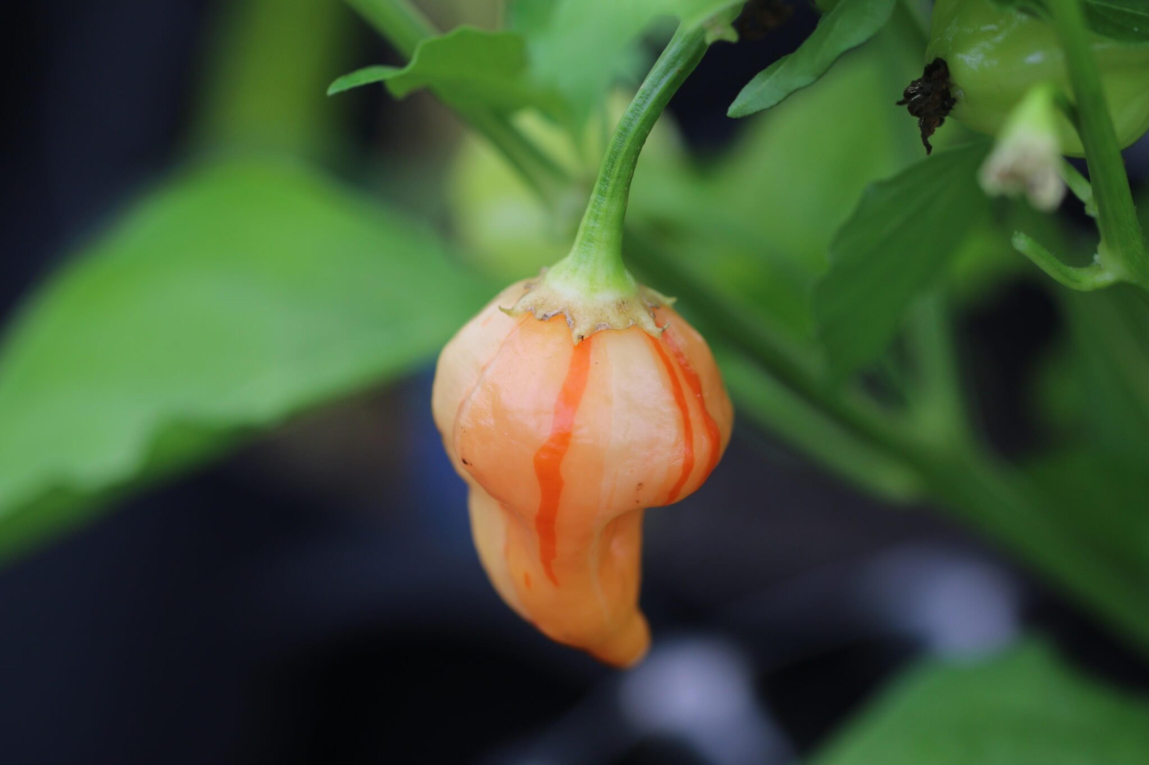 Peppapeach Stripey miniatyrbild 4