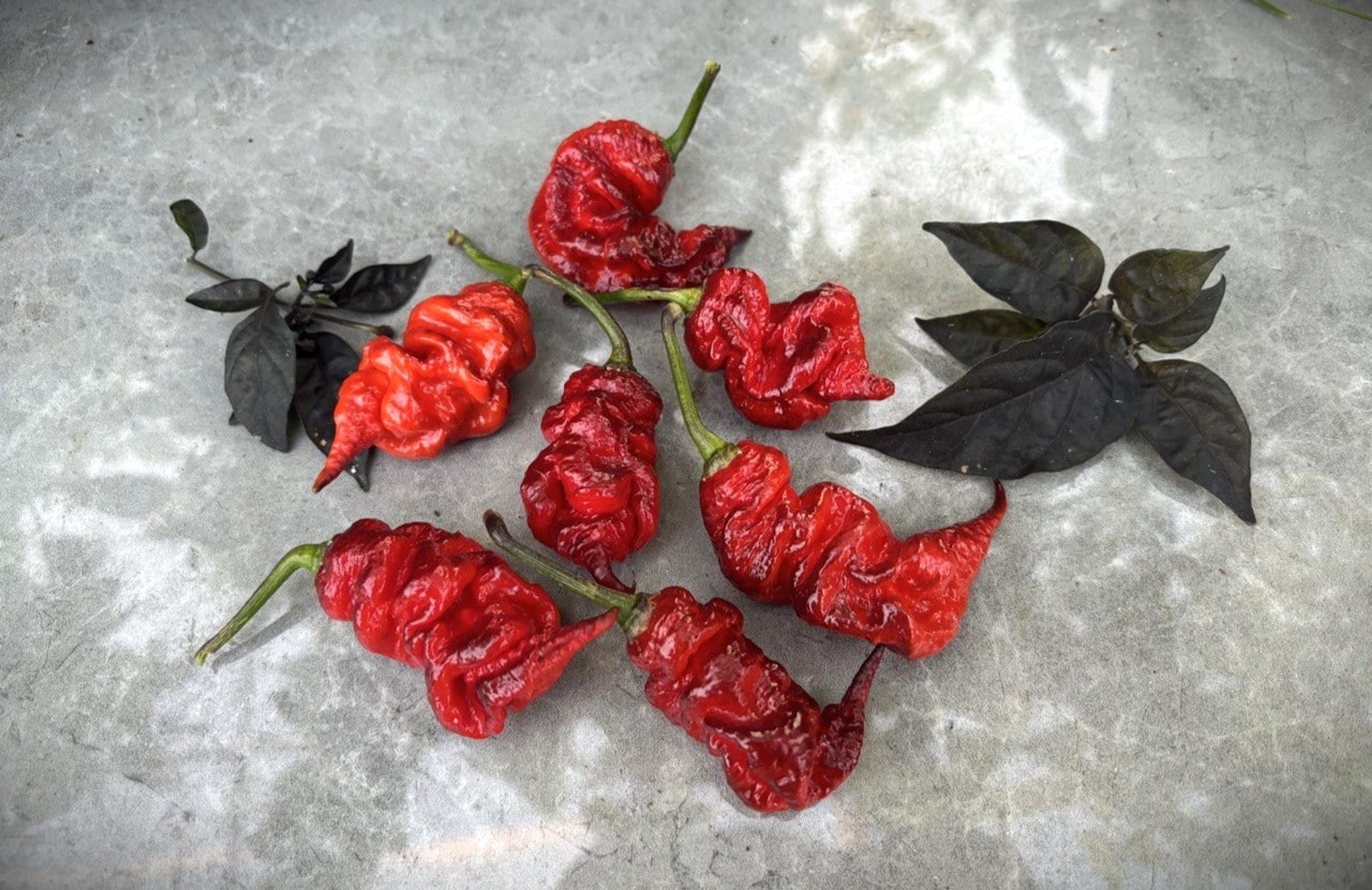 Carolina Reaper x T-rex - Svenskodlade chilifrön från Svenska Frön