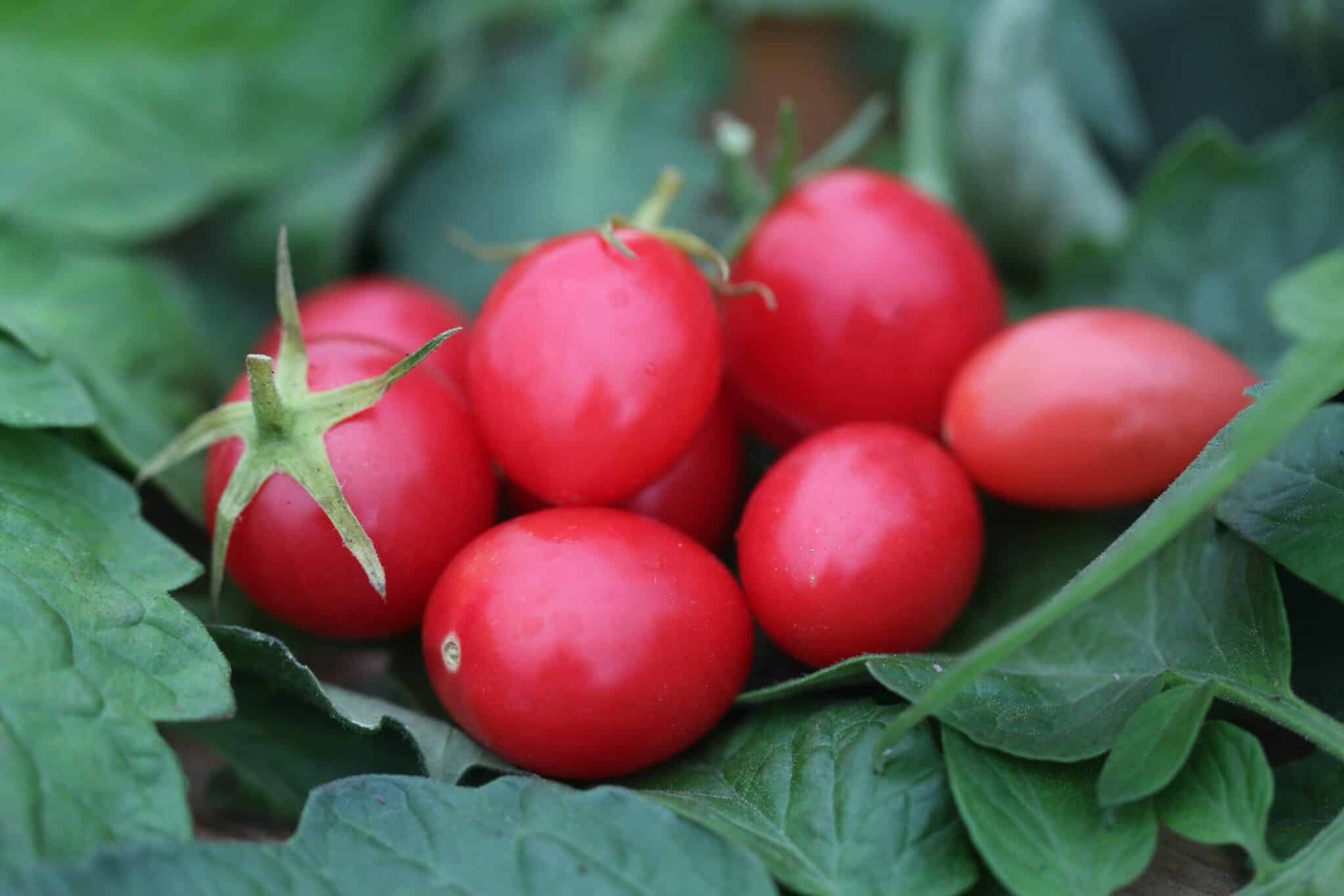 Pink Grape - Svenskodlade tomatfrön från Svenska Frön