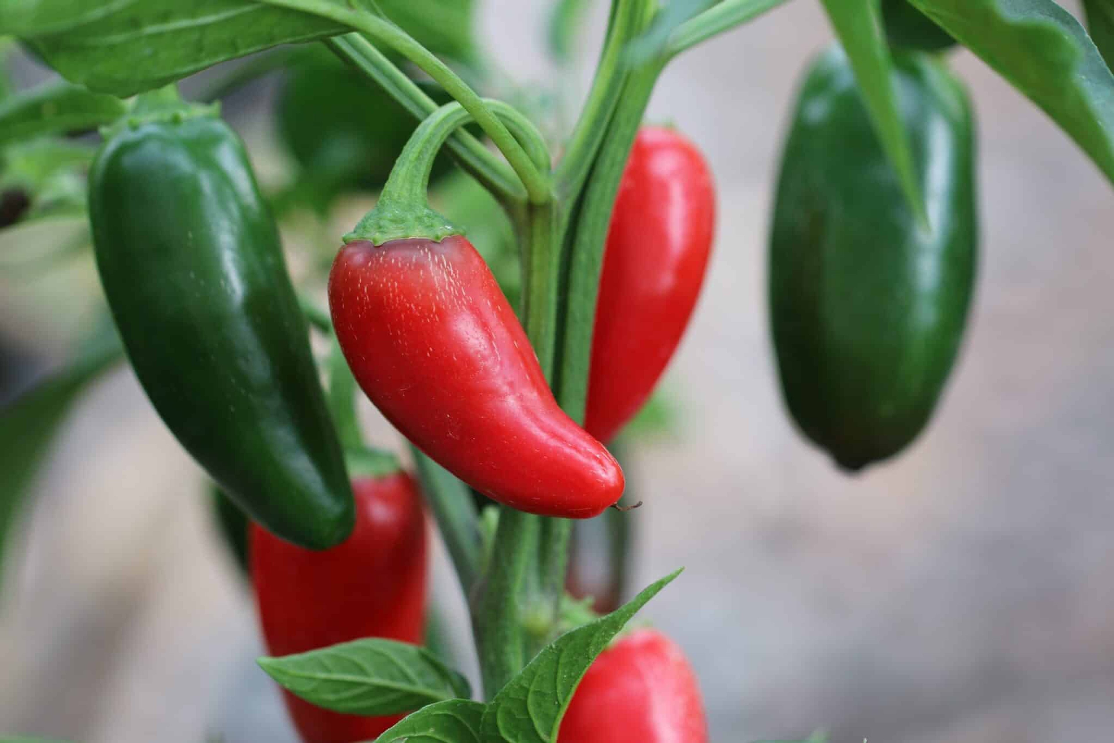 Jalapeno Grande - Svenskodlade chilifrön från Svenska Frön