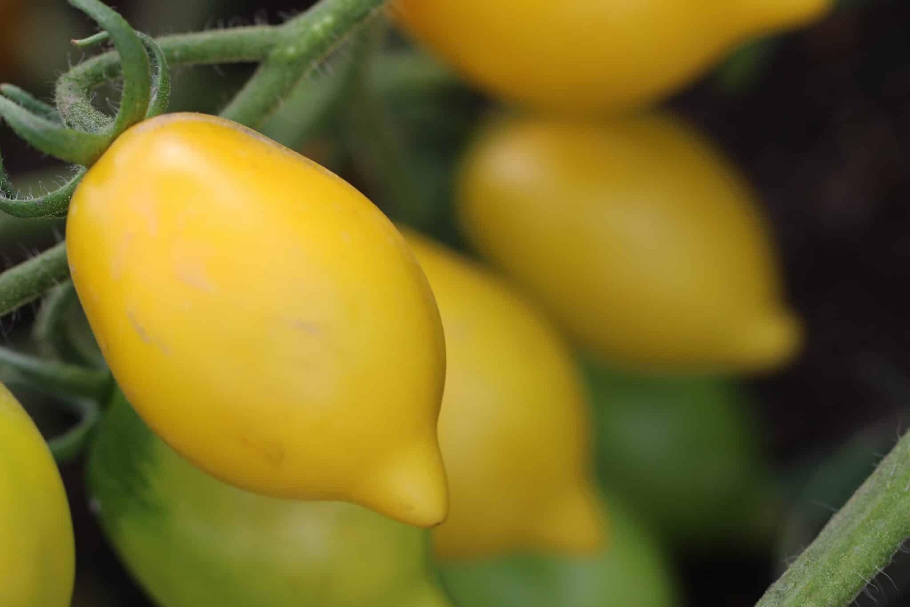 Lemon Plum miniatyrbild 2