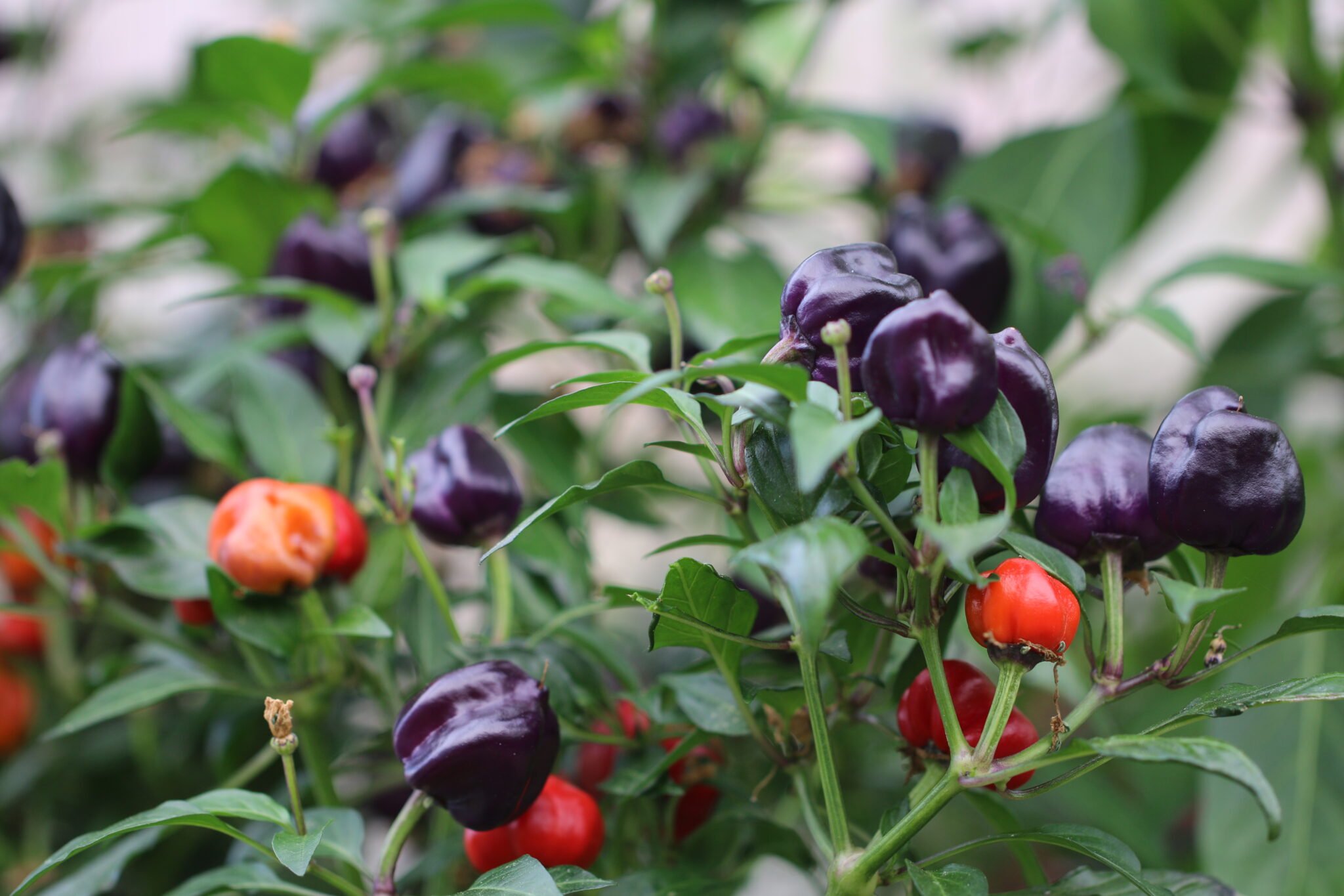 Köp Purple Pumpkin - Chilifrön online hos Svenska Frön Purple Pumpkin - Svenskodlade chilifrön från Svenska Frön