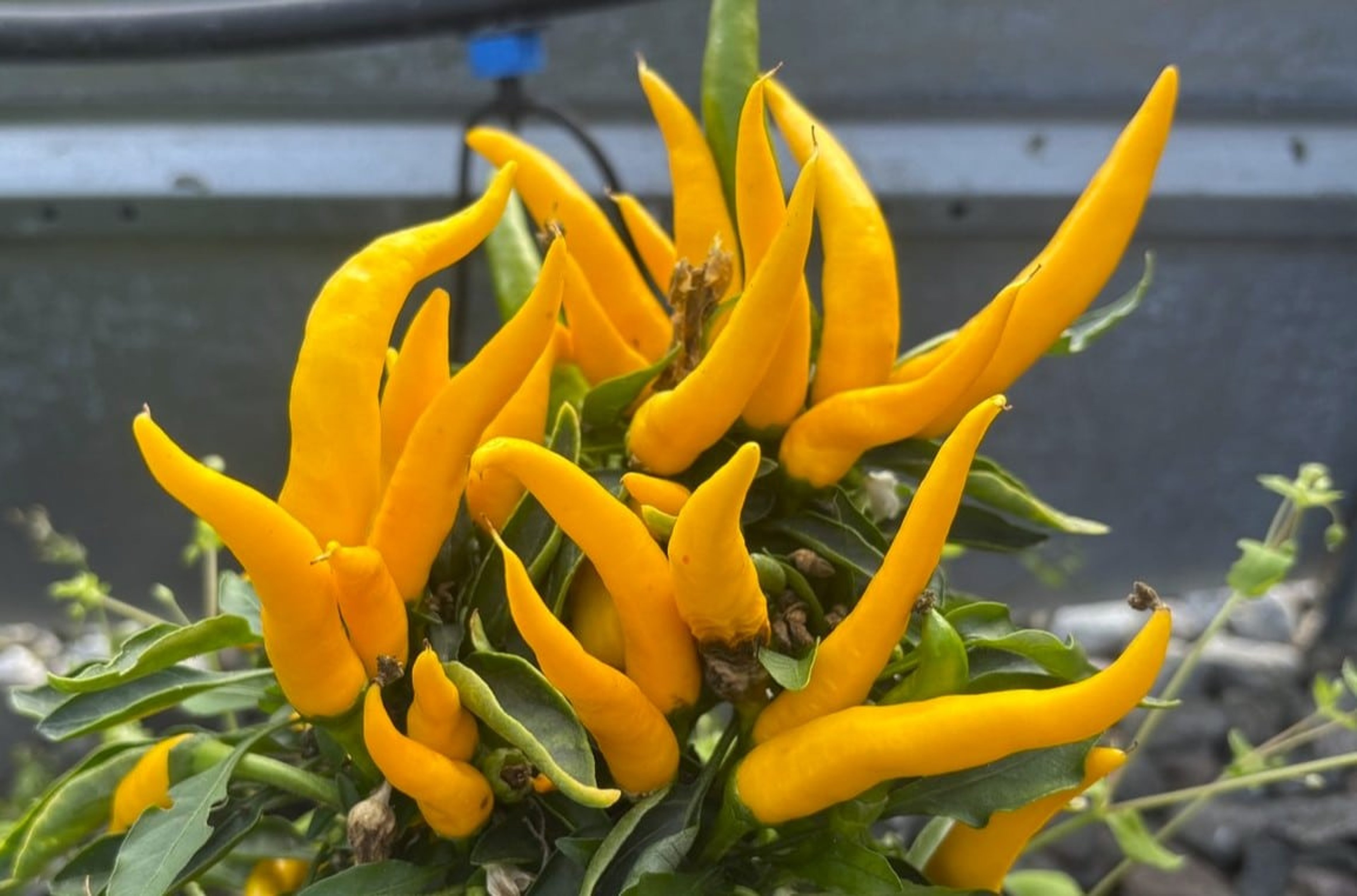 Maya Sunrise - Svenskodlade chilifrön från Svenska Frön