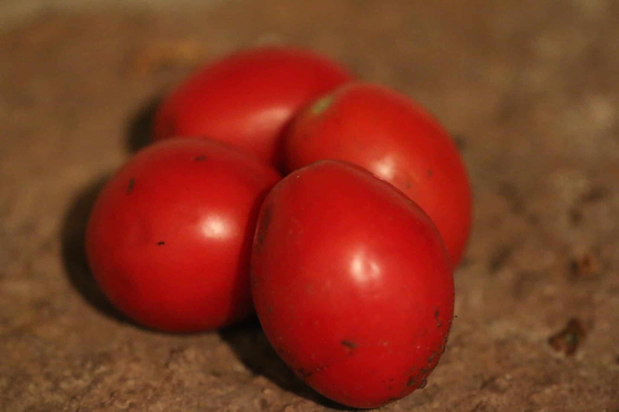 Köp Rio Grande - Tomatfrön online hos Svenska Frön Rio Grande - Svenskodlade tomatfrön från Svenska Frön