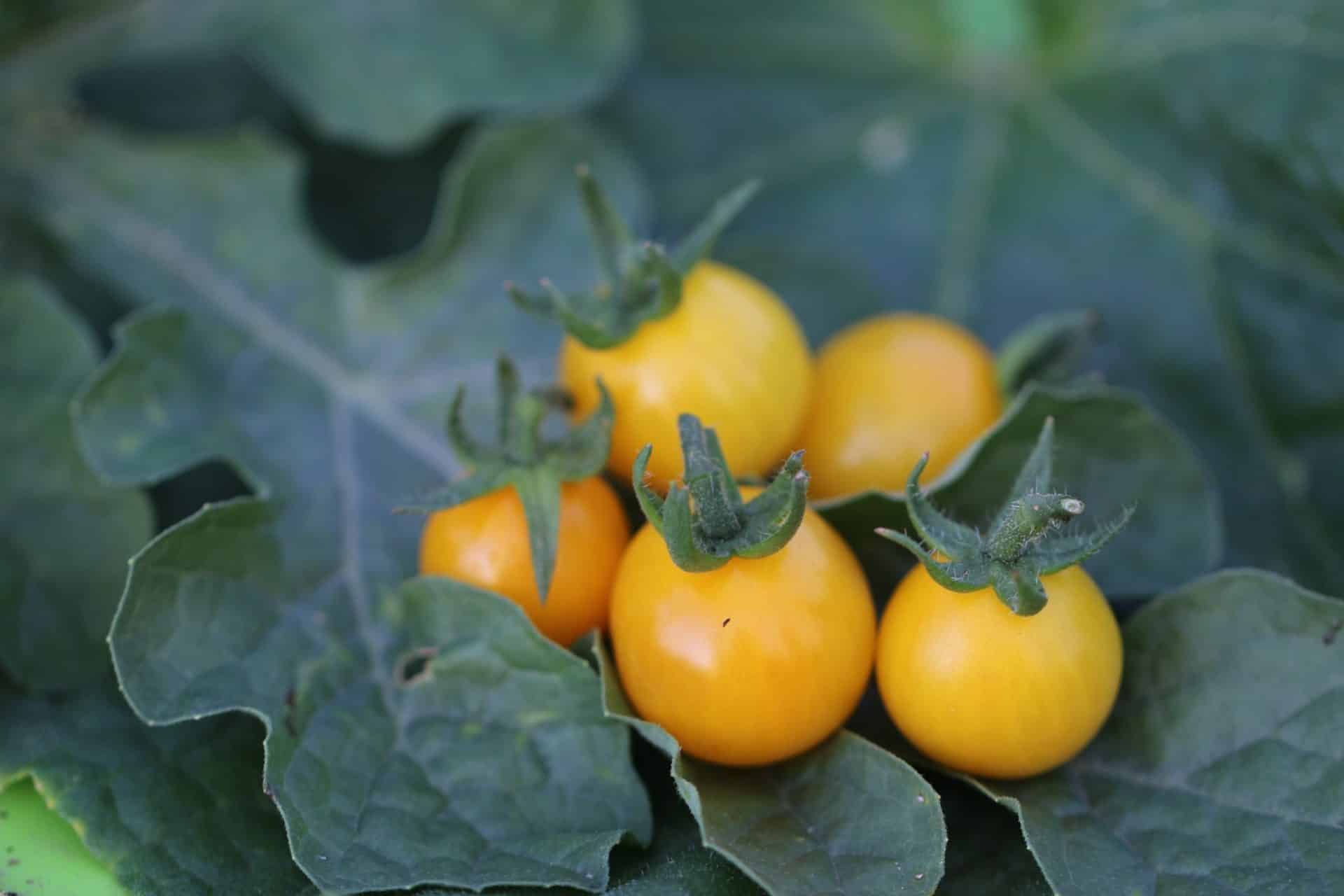 Köp CEREZA AMARILLA - Tomatfrön online hos Svenska Frön CEREZA AMARILLA - Svenskodlade tomatfrön från Svenska Frön