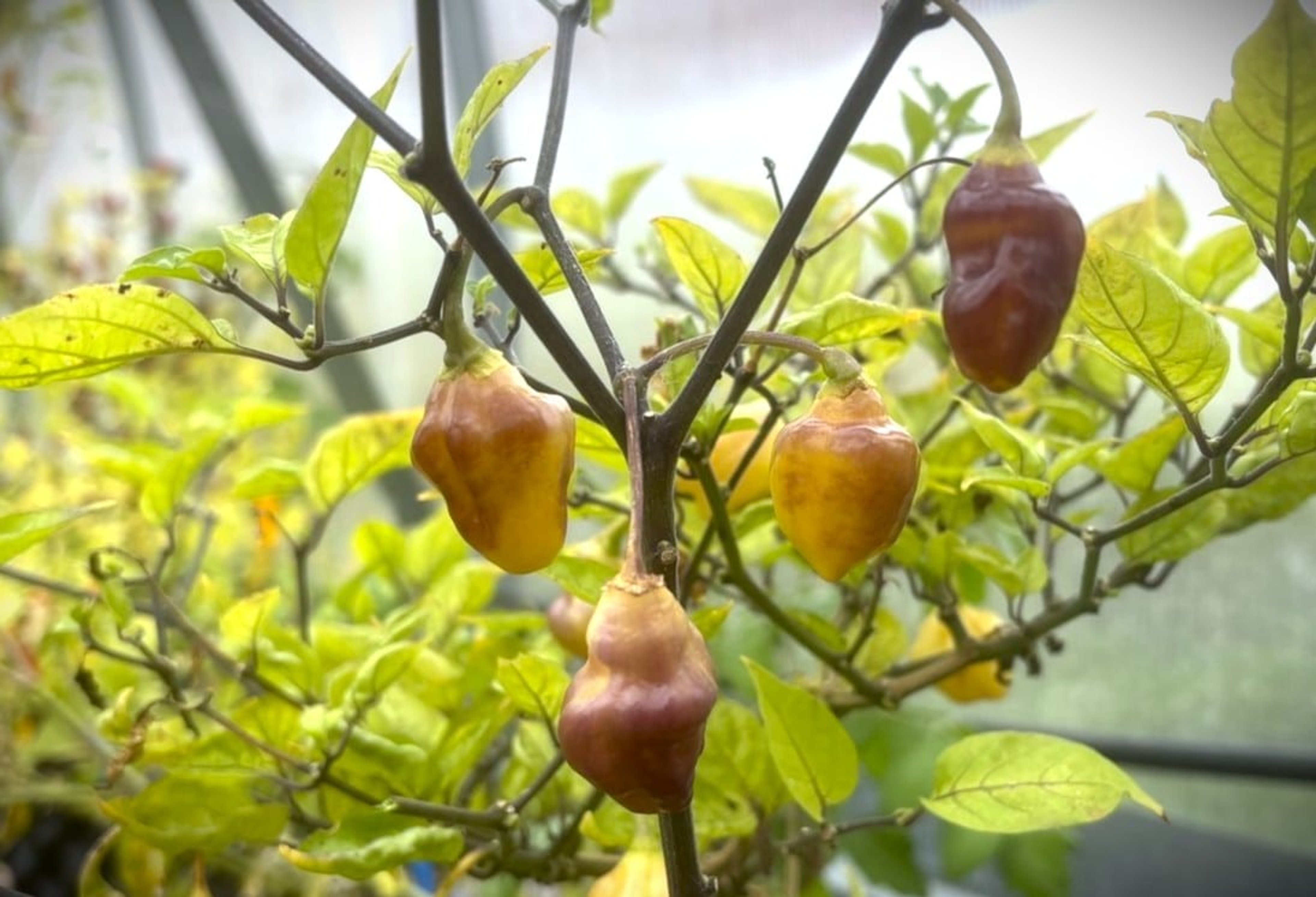 Bolivian Bumpy - Svenskodlade chilifrön från Svenska Frön