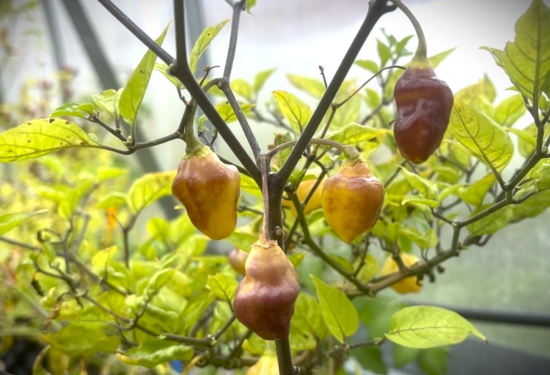 Köp Bolivian Bumpy - Chilifrön online hos Svenska Frön Bolivian Bumpy - Svenskodlade chilifrön frÄn Svenska Frön