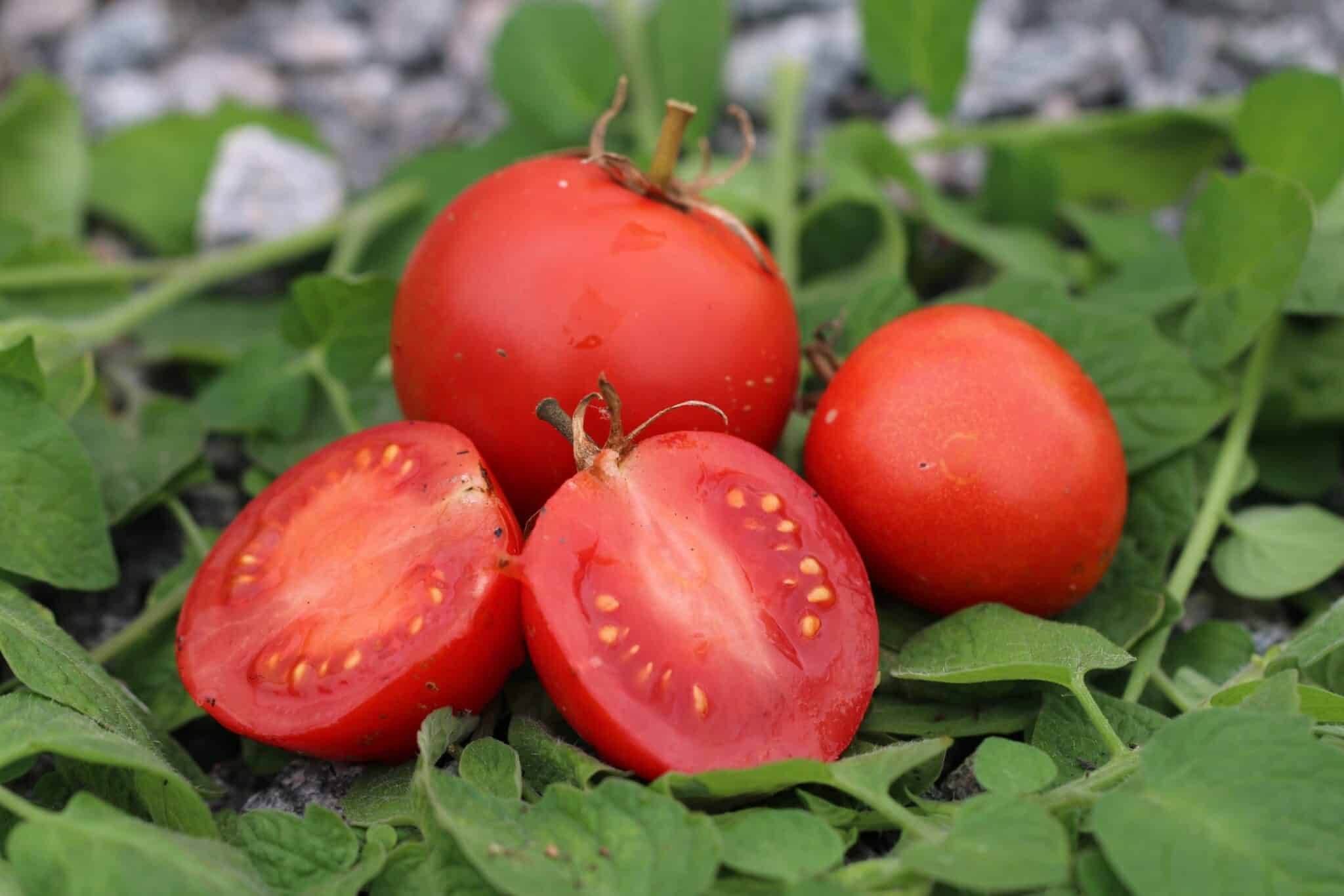 Köp Promyk - Tomatfrön online hos Svenska Frön Promyk - Svenskodlade tomatfrön från Svenska Frön