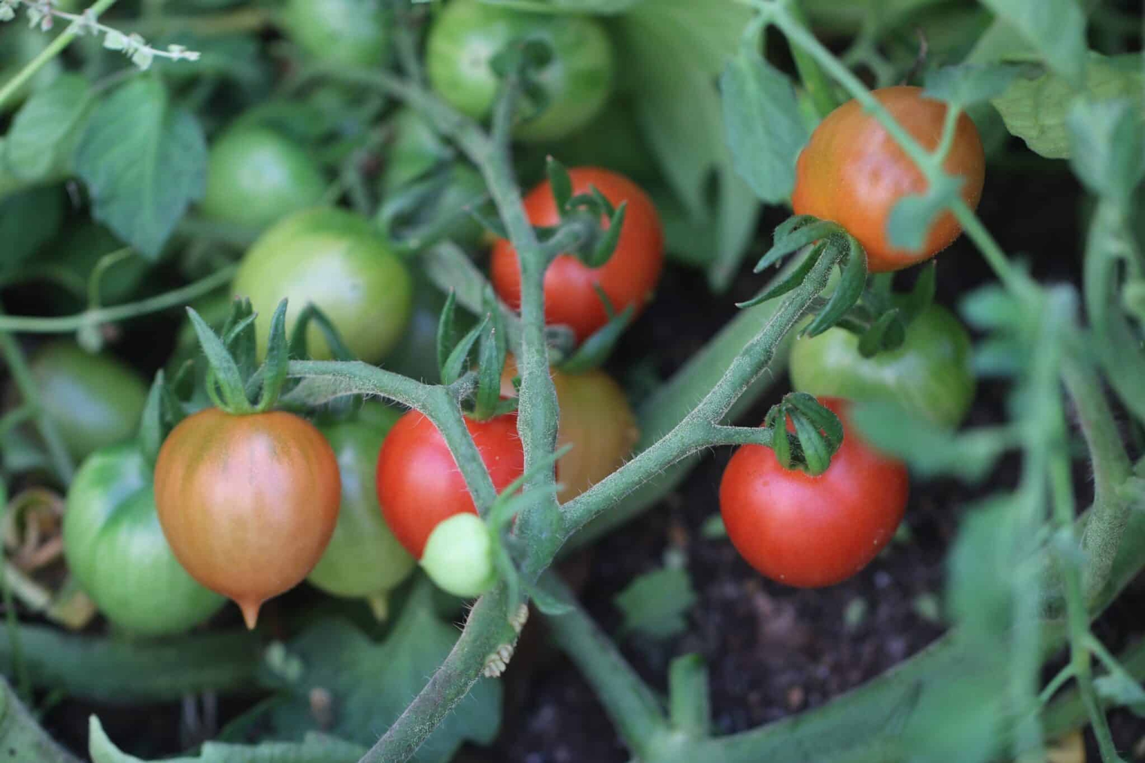 Riesentraube - Svenskodlade tomatfrön från Svenska Frön