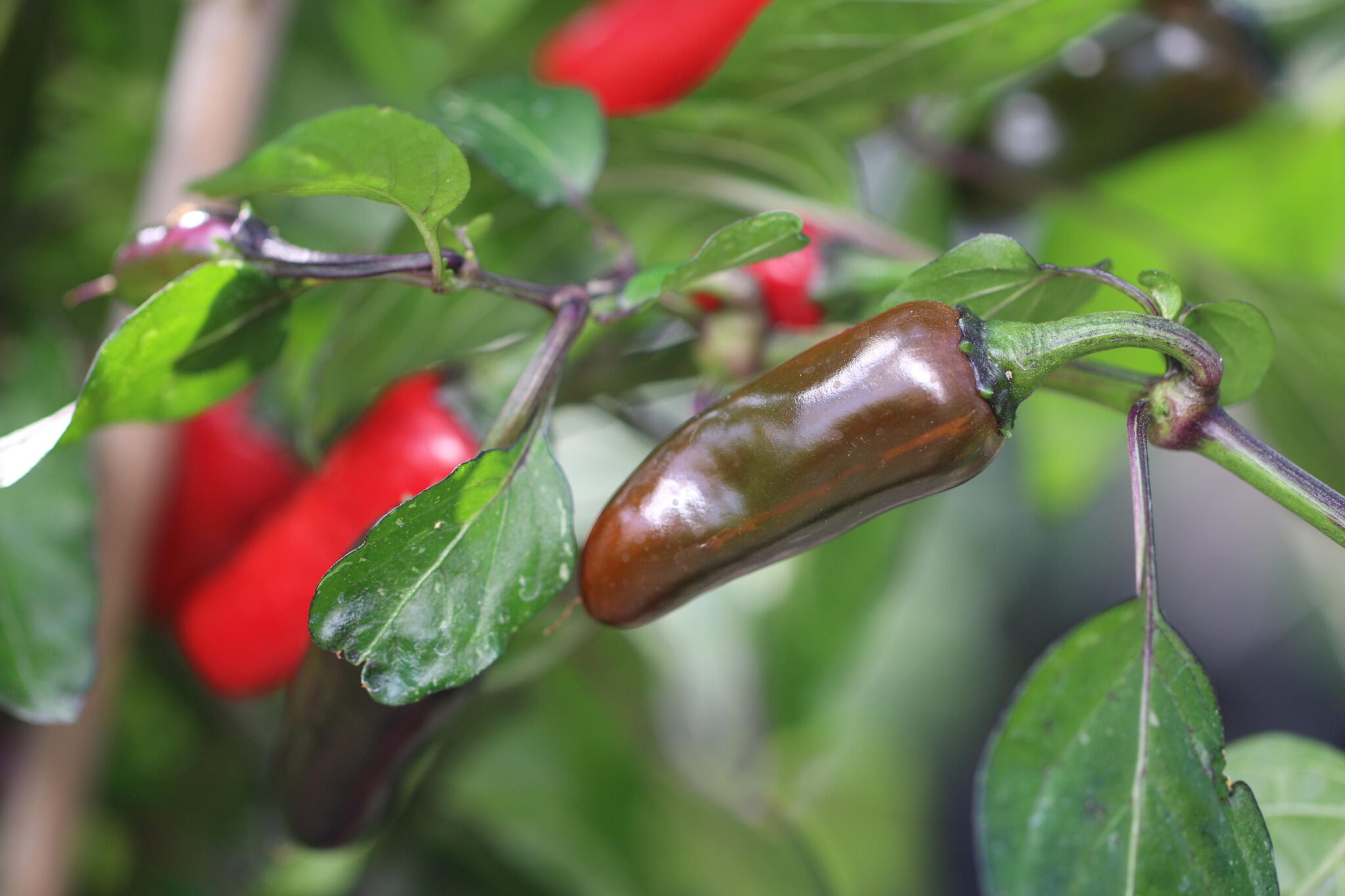 Tricolor miniatyrbild 4