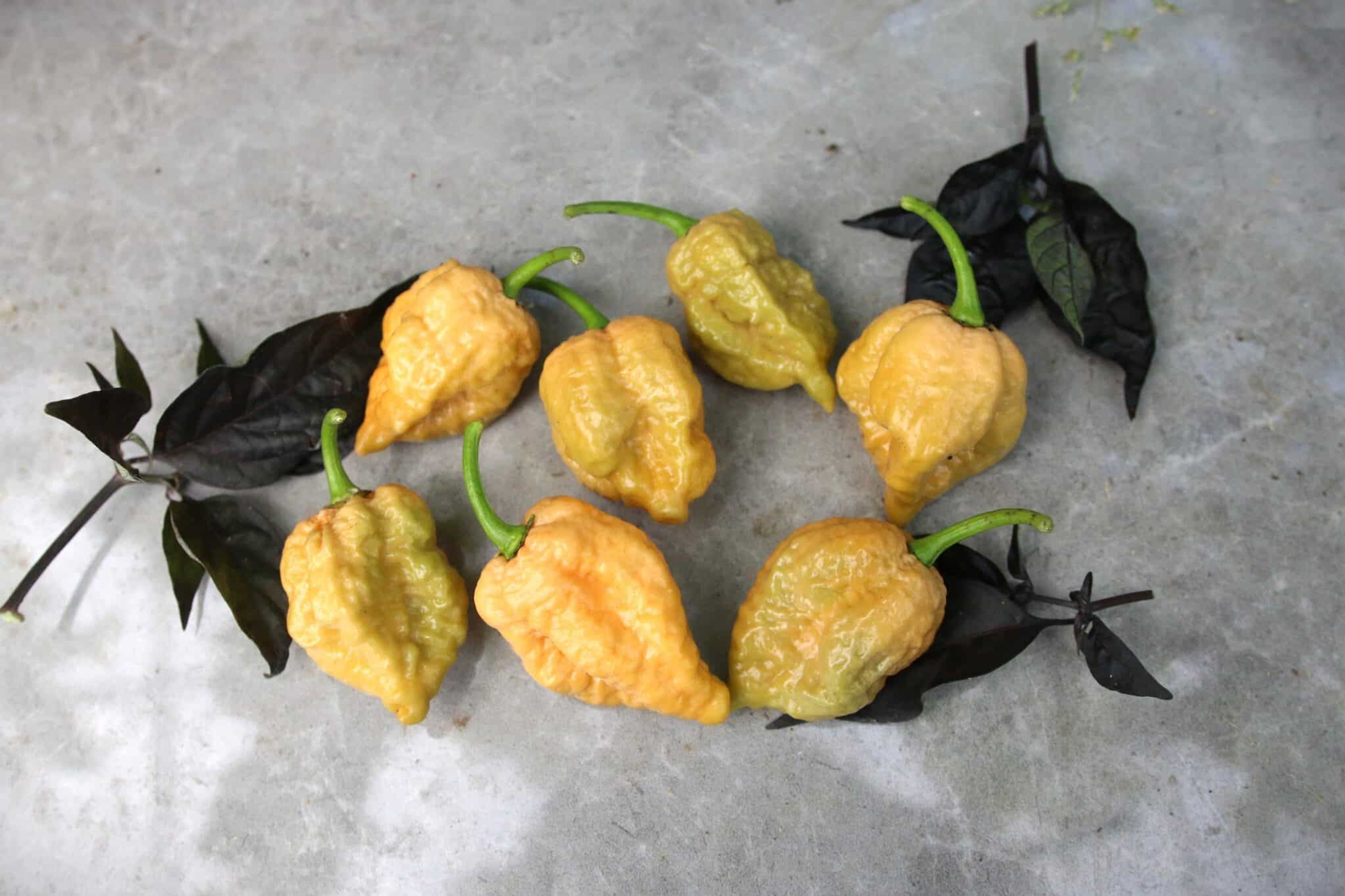 Golden Reaper - Svenskodlade chilifrön från Svenska Frön