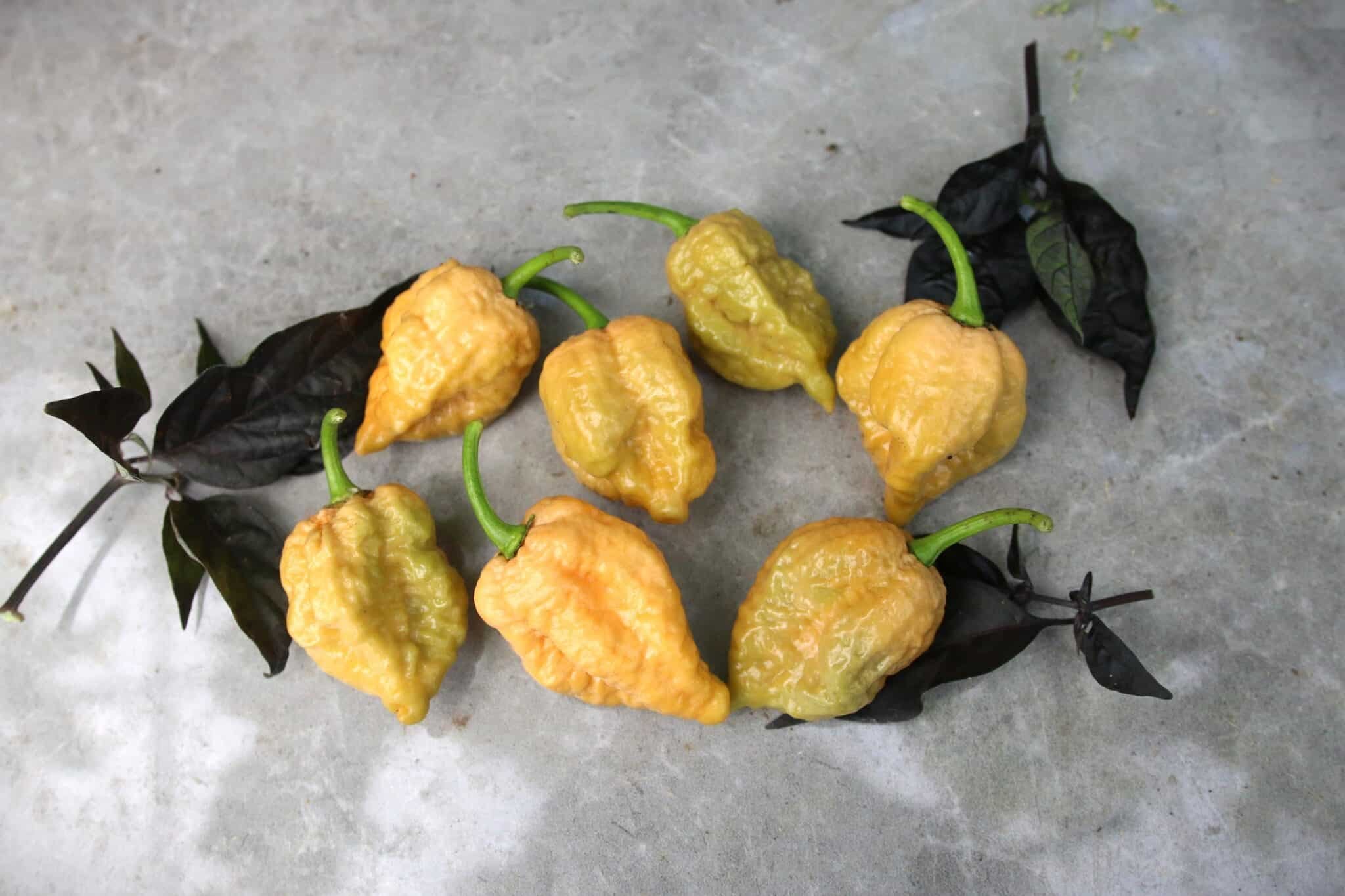 Köp Golden Reaper - Chilifrön online hos Svenska Frön Golden Reaper - Svenskodlade chilifrön från Svenska Frön