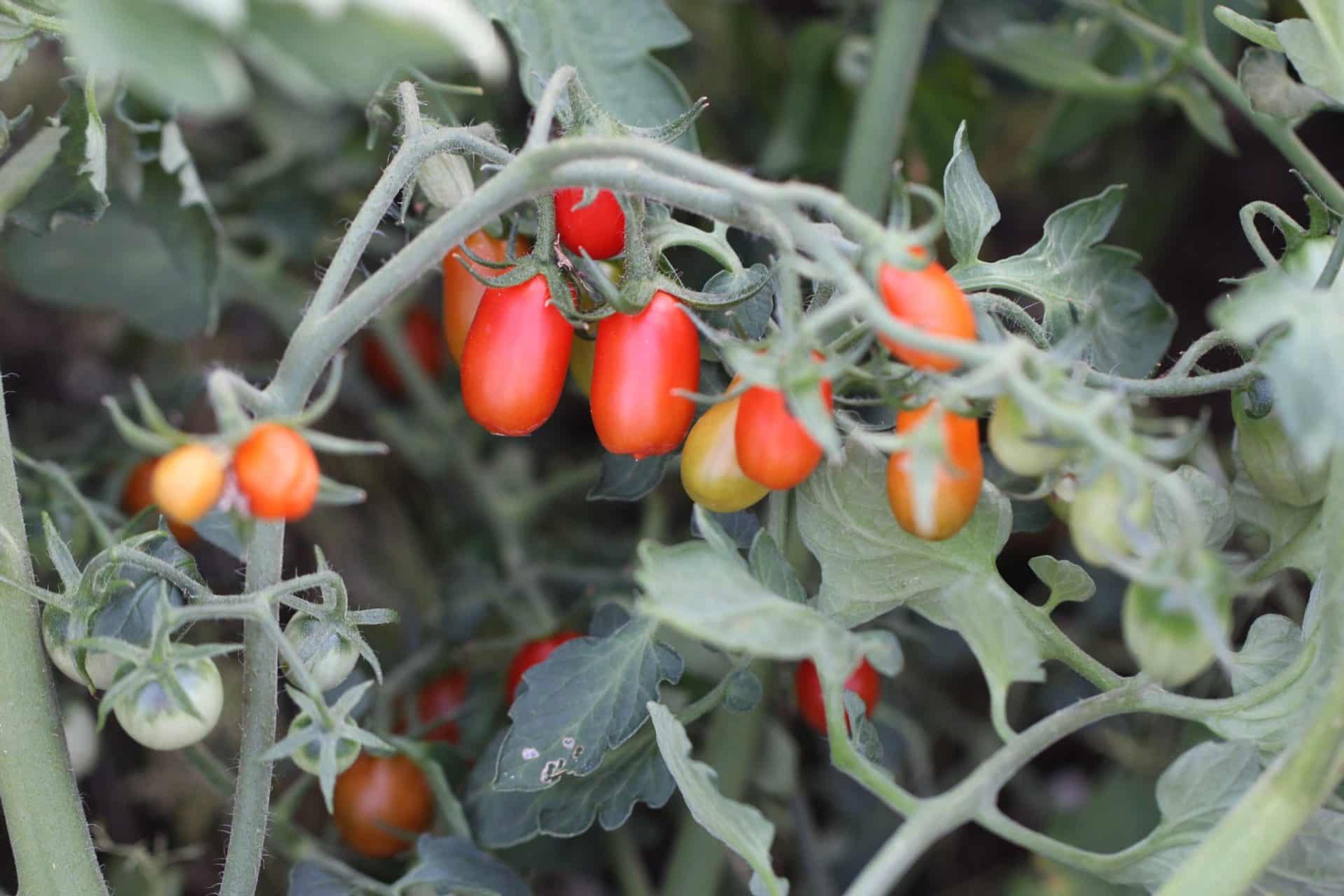 San Marzano mini Röd miniatyrbild 2