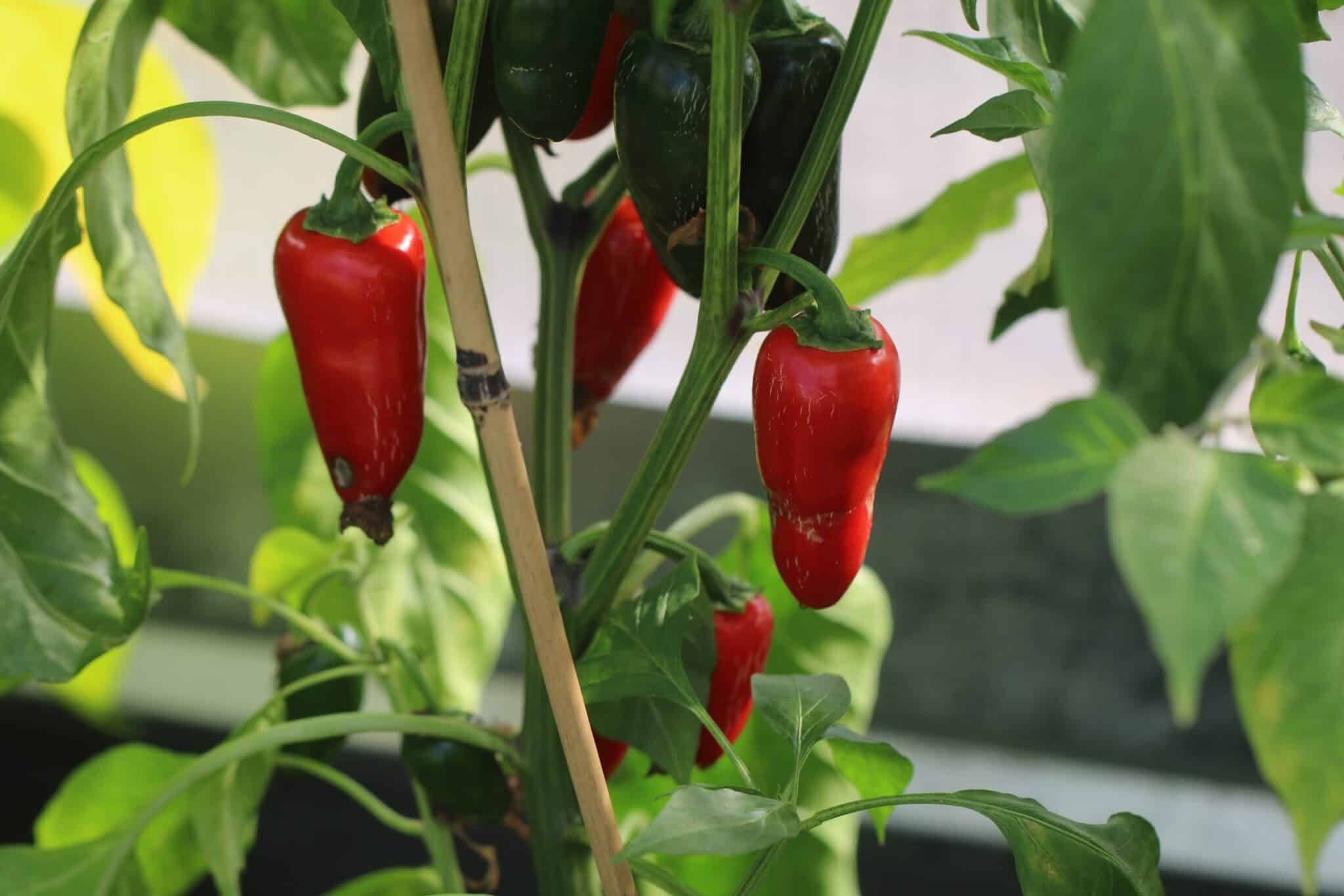 Köp Biker Bill´s Jalapeno - Chilifrön online hos Svenska Frön Biker Bill´s Jalapeno - Svenskodlade chilifrön från Svenska Frön