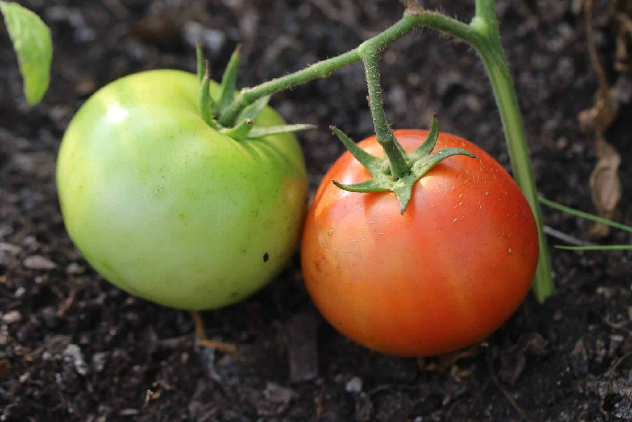 Köp Heinz 1350 - Tomatfrön online hos Svenska Frön Heinz 1350 - Svenskodlade tomatfrön från Svenska Frön