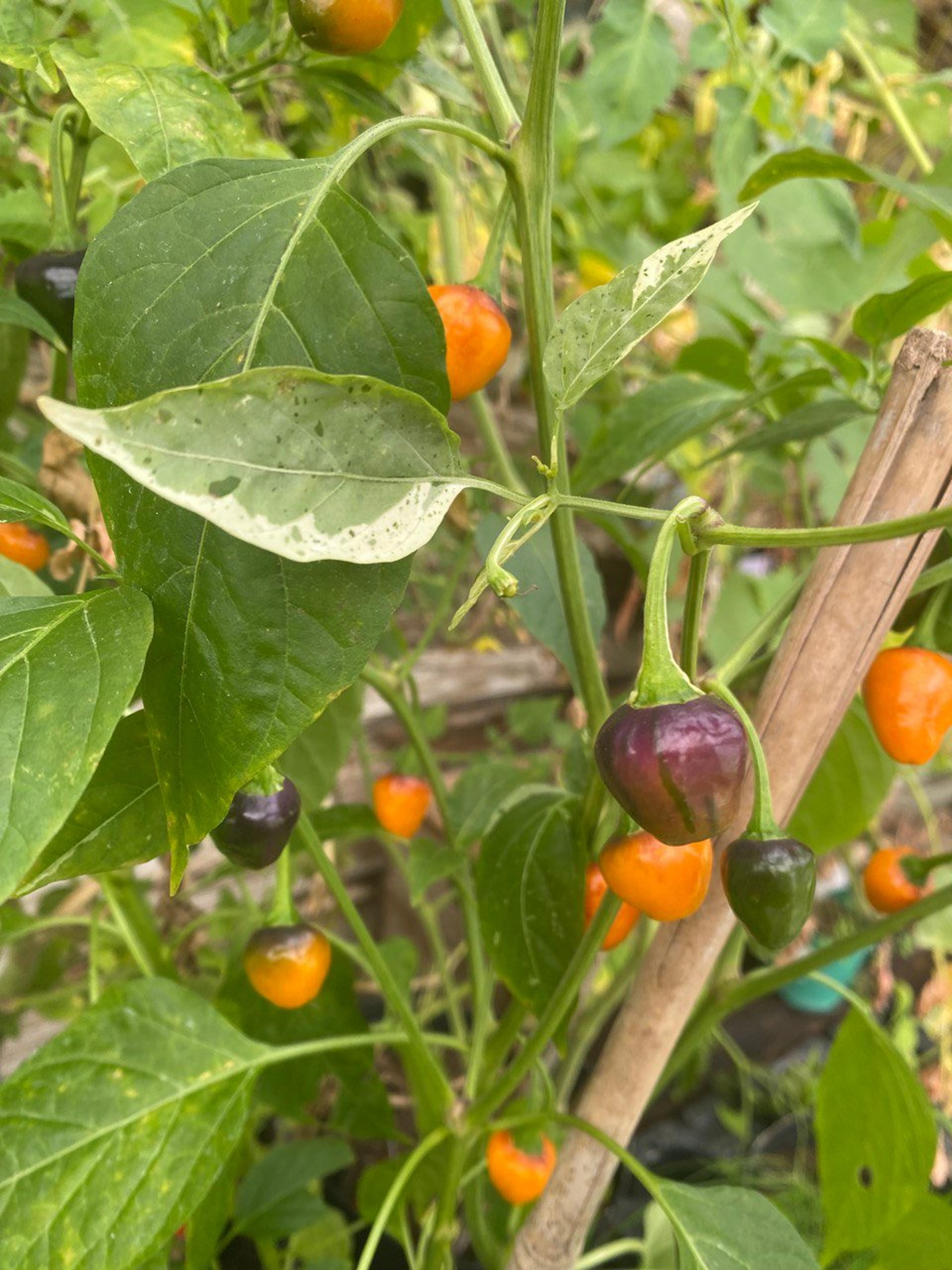 Golden Nugget miniatyrbild 2