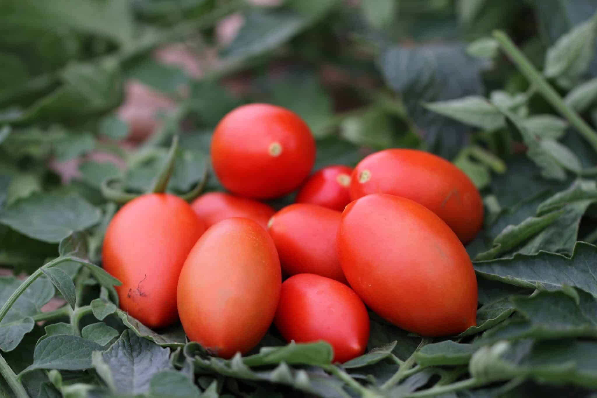 Köp Blumko - Tomatfrön online hos Svenska Frön Blumko - Svenskodlade tomatfrön från Svenska Frön