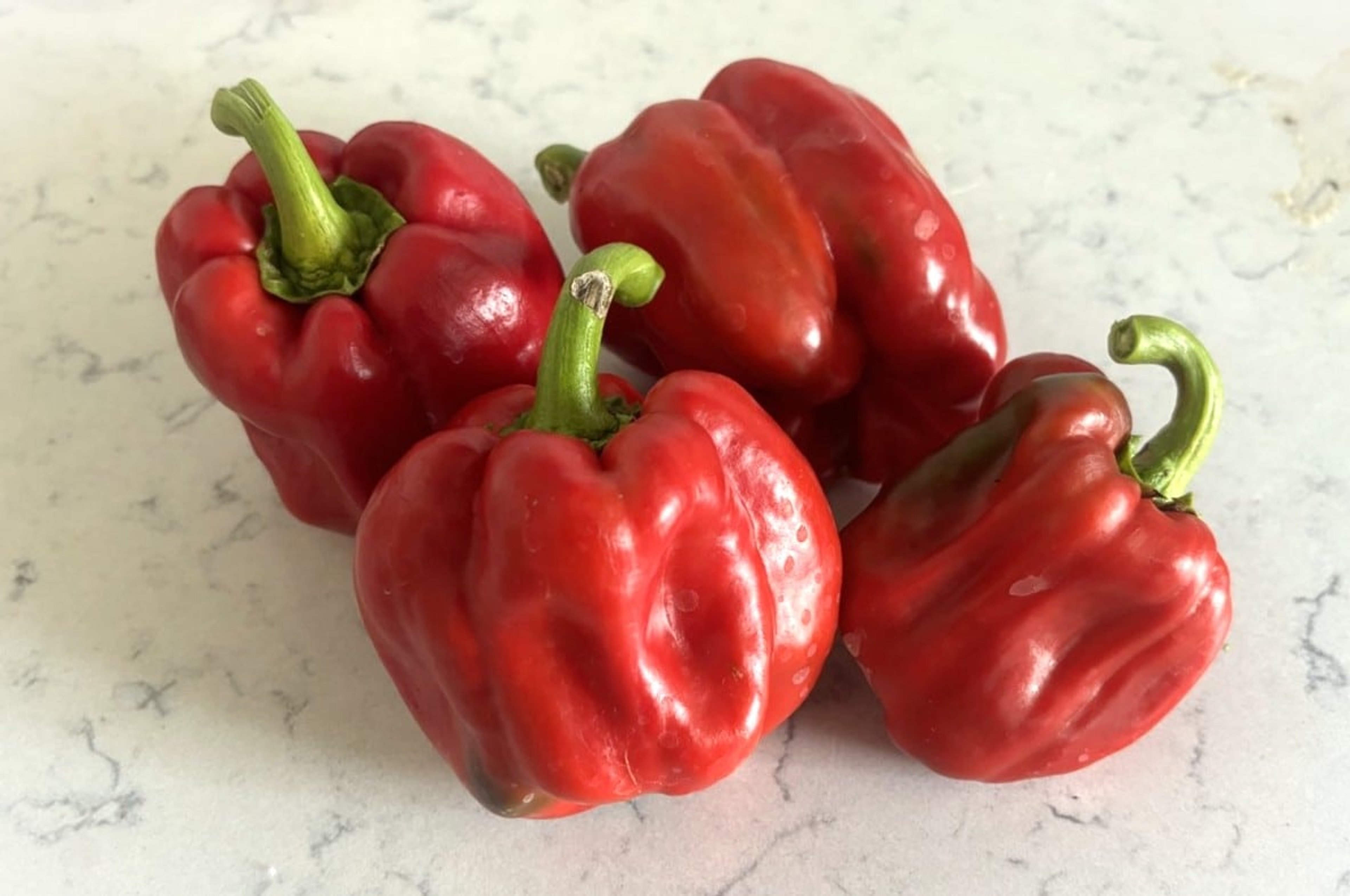 Quadrato d'Asti Rosso - Svenskodlade chilifrön från Svenska Frön