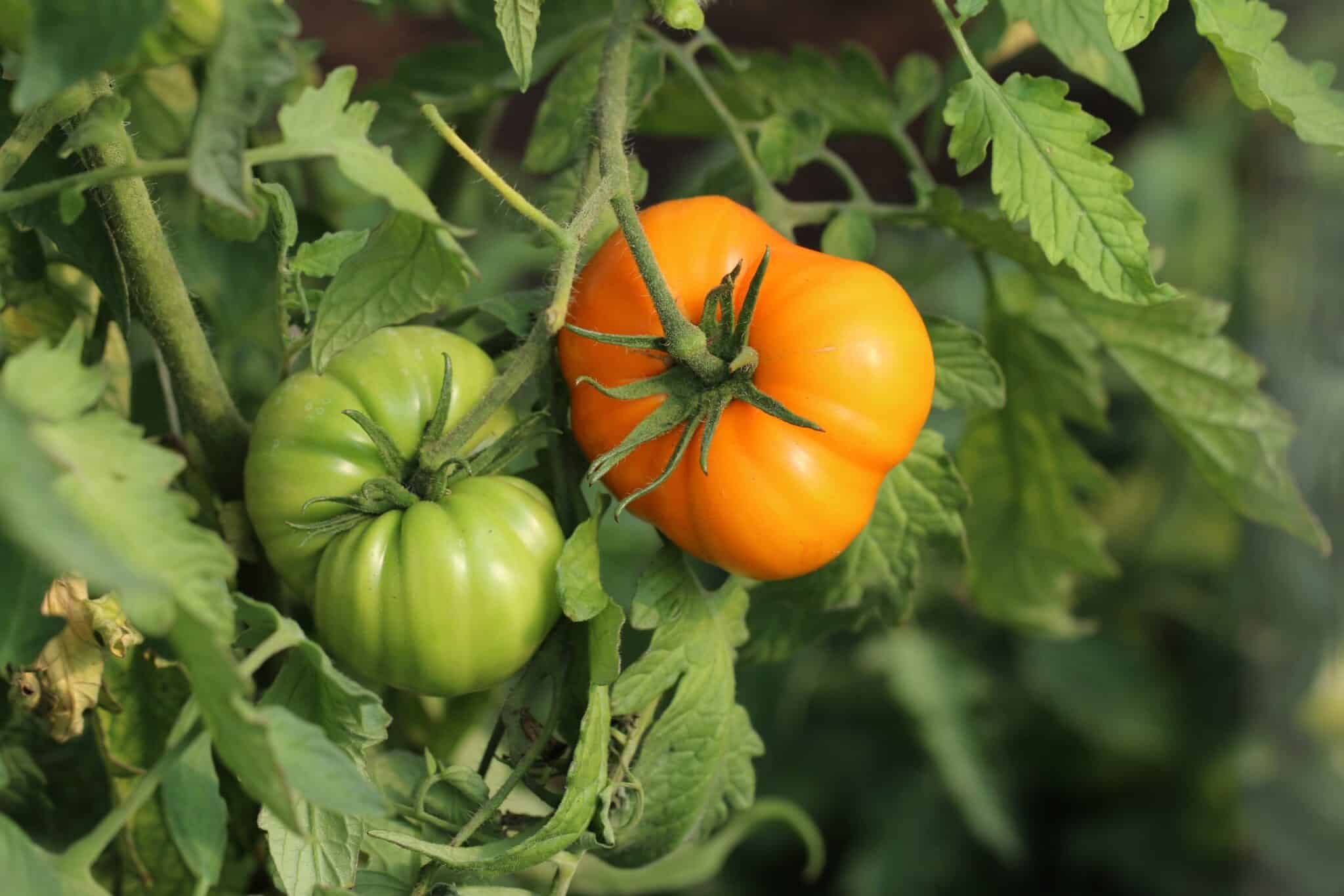 Köp German Orange Strawberry - Tomatfrön online hos Chilifrön.se Hjärtformad orange German Orange Strawberry-tomat