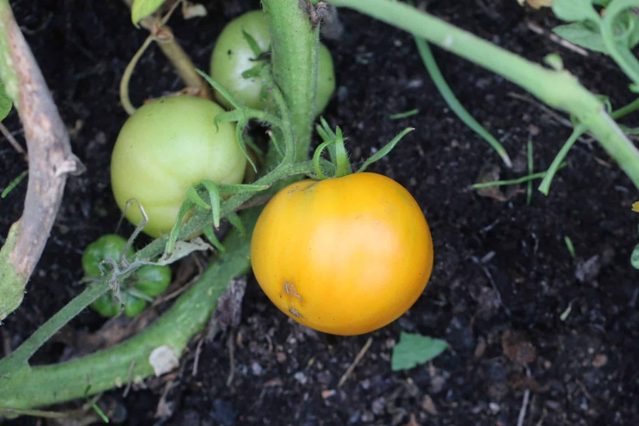 Köp Tangerine - Tomatfrön online hos Svenska Frön Tangerine - Svenskodlade tomatfrön från Svenska Frön