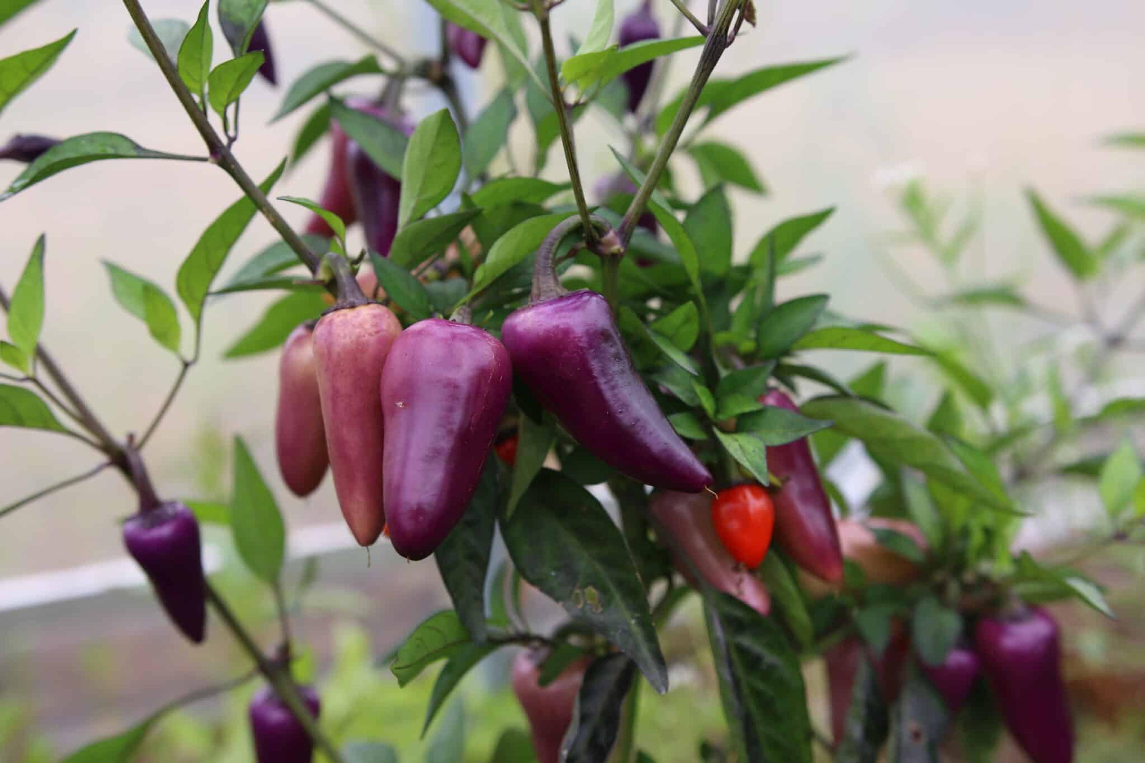 Jalapeno Multicolor miniatyrbild 2