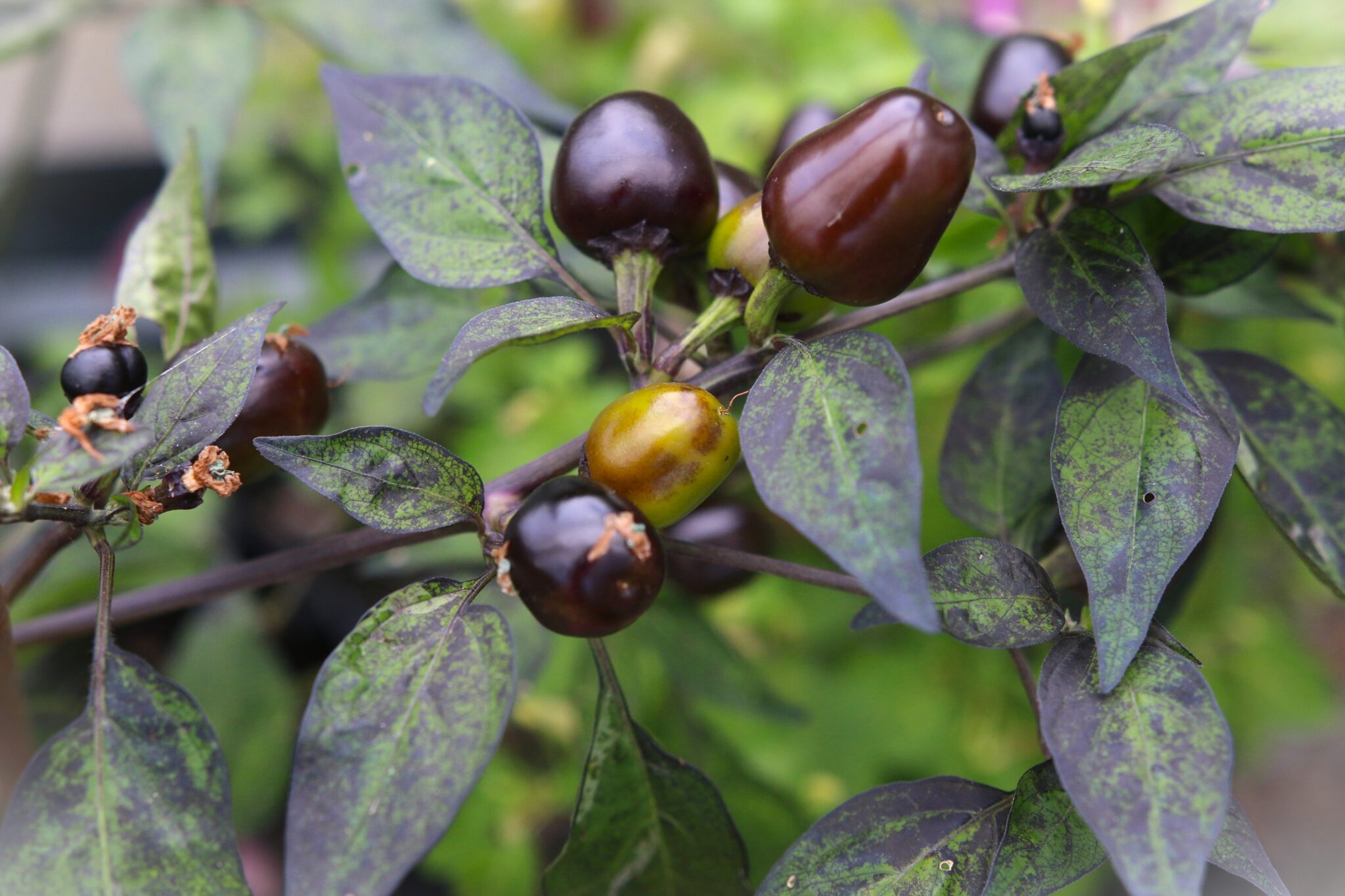 Wild Olive - Svenskodlade chilifrön från Svenska Frön