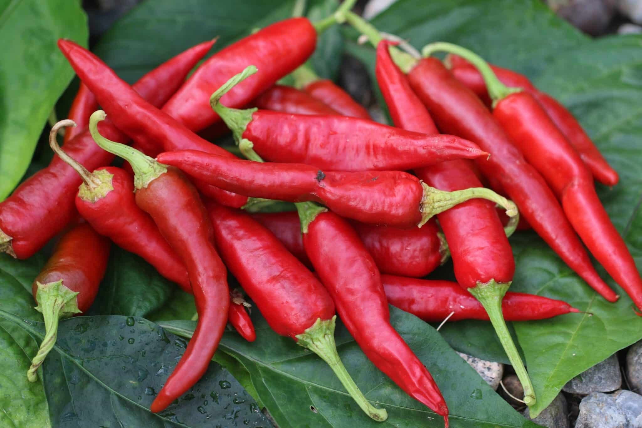 Köp Korean (Kimchi) - Chilifrön online hos Svenska Frön Korean (Kimchi) - Svenskodlade chilifrön från Svenska Frön