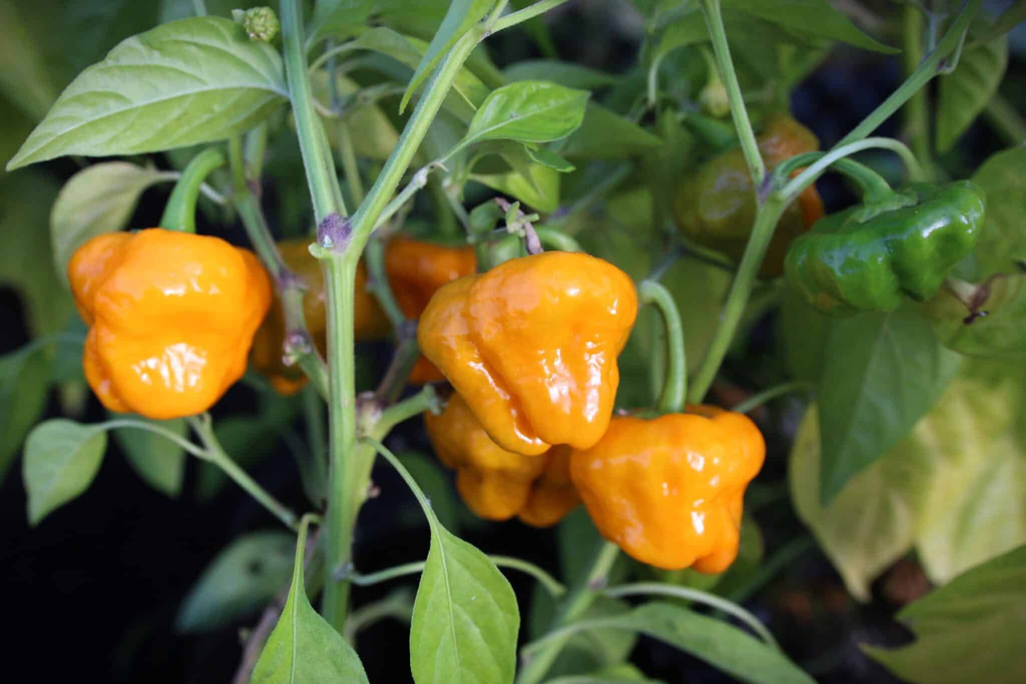 Köp Jamaican Yellow - Chilifrön online hos Svenska Frön Jamaican Yellow - Svenskodlade chilifrön frÄn Svenska Frön