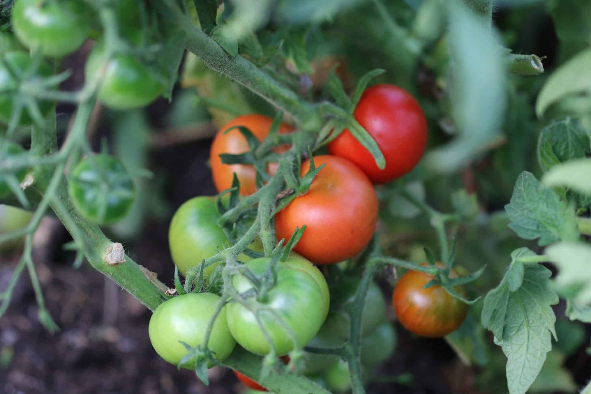 Köp Czech Bush - Tomatfrön online hos Svenska Frön Czech Bush - Svenskodlade tomatfrön från Svenska Frön