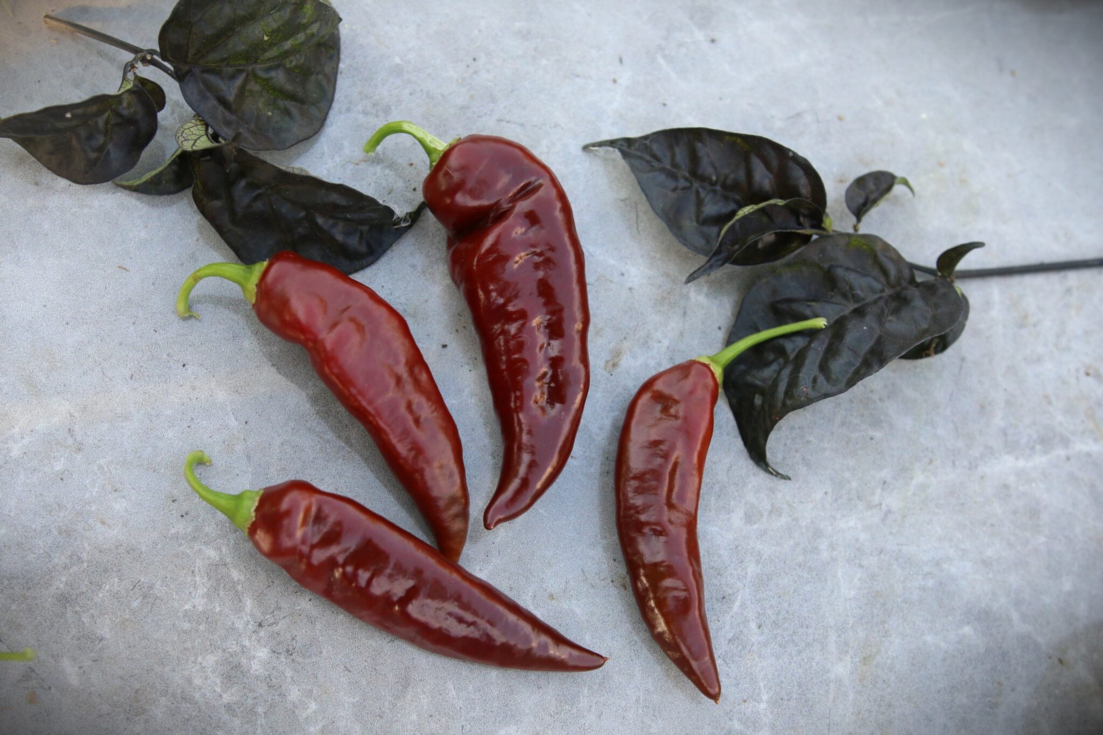 Fatalii Brown - Svenskodlade chilifrön från Svenska Frön