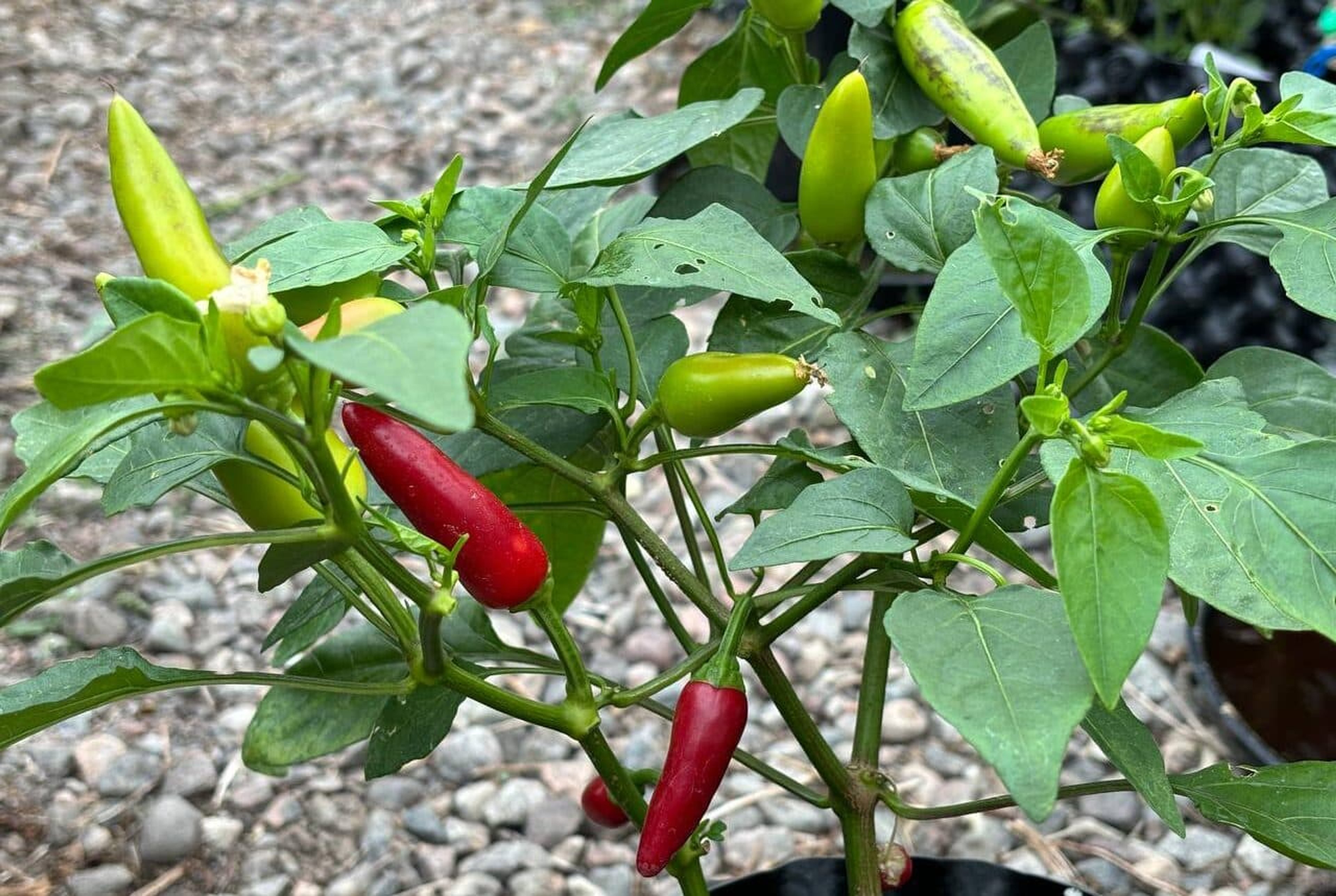 Aji Corita - Svenskodlade chilifrön från Svenska Frön