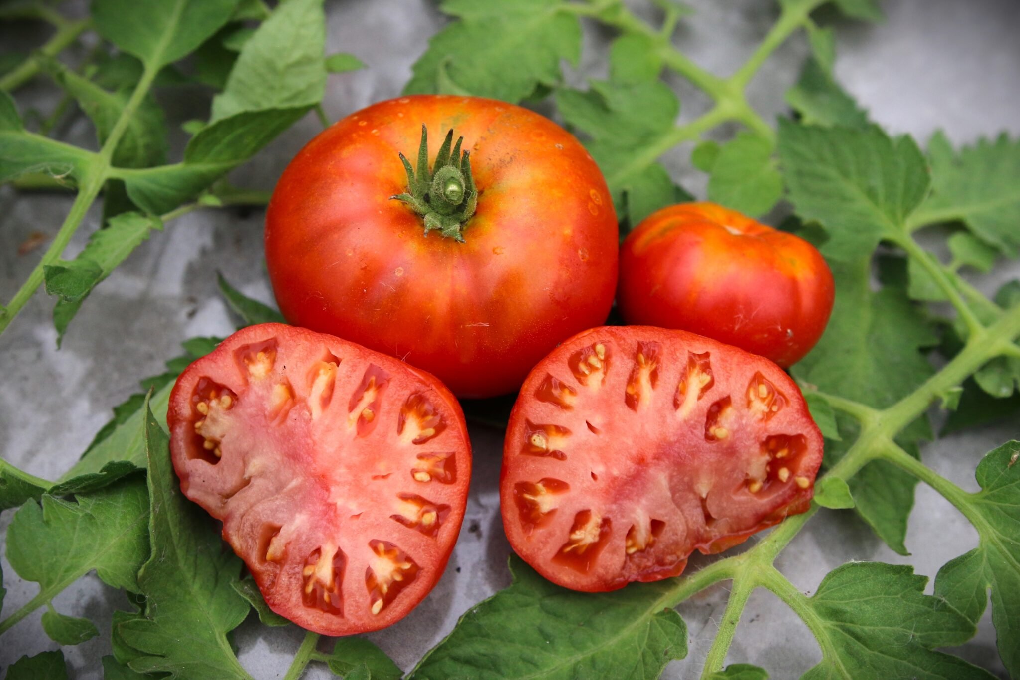 Köp Egypt Red Dwarf - Tomatfrön online hos Svenska Frön Egypt Red Dwarf - Svenskodlade tomatfrön från Svenska Frön