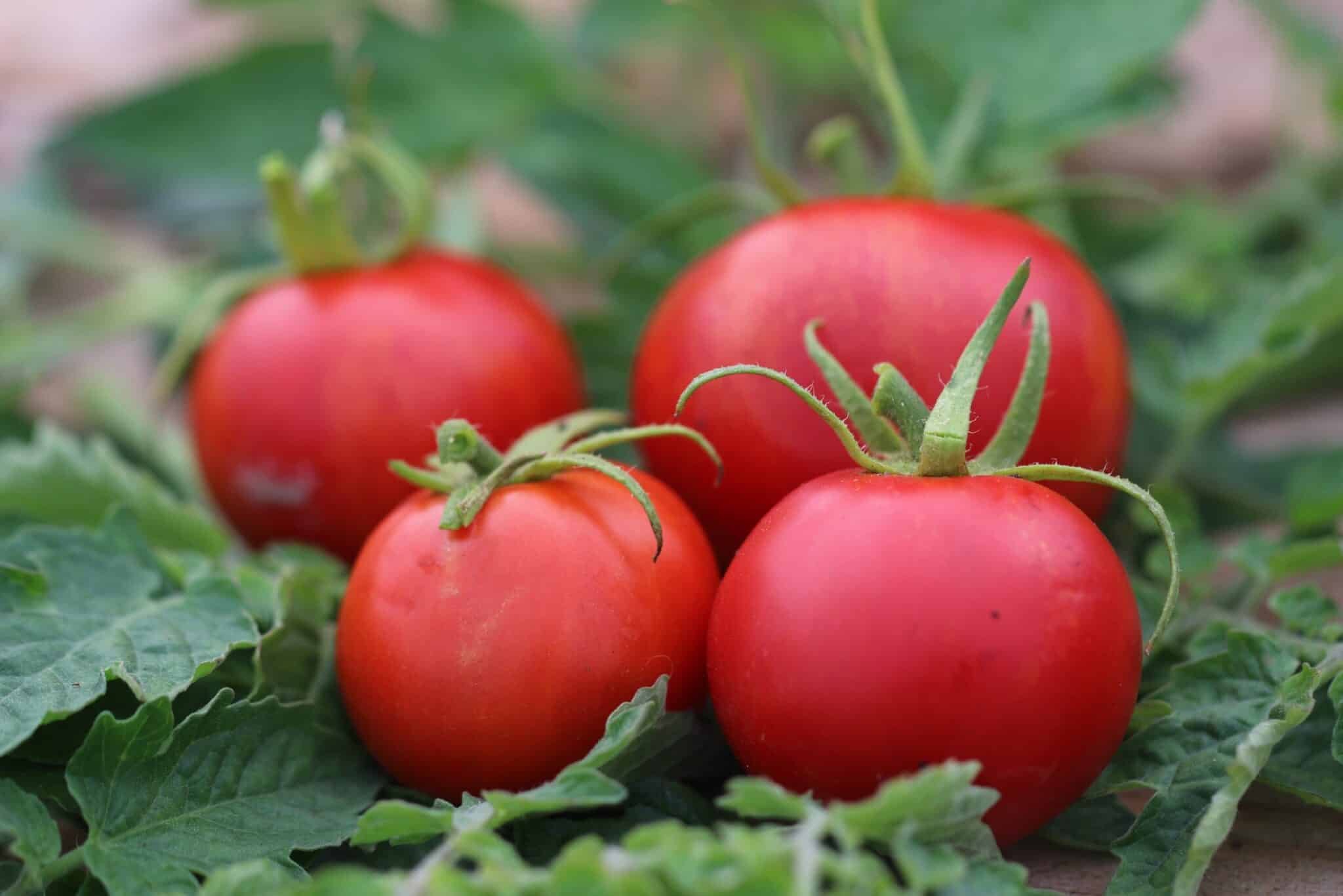 Köp Ace 55 Vf - Tomatfrön online hos Svenska Frön Ace 55 Vf - Svenskodlade tomatfrön från Svenska Frön