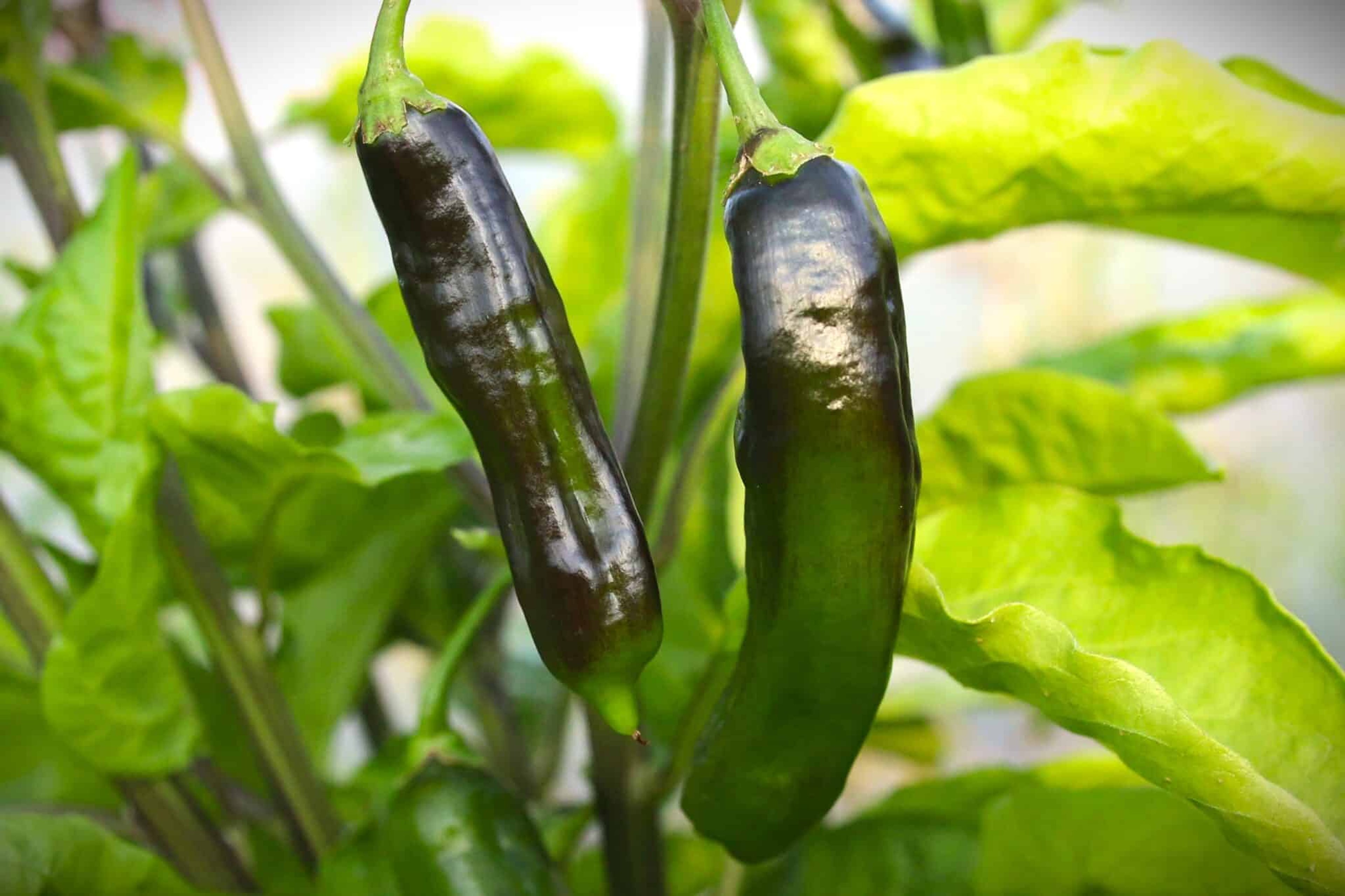 Machu Picchu - Svenskodlade chilifrön från Svenska Frön