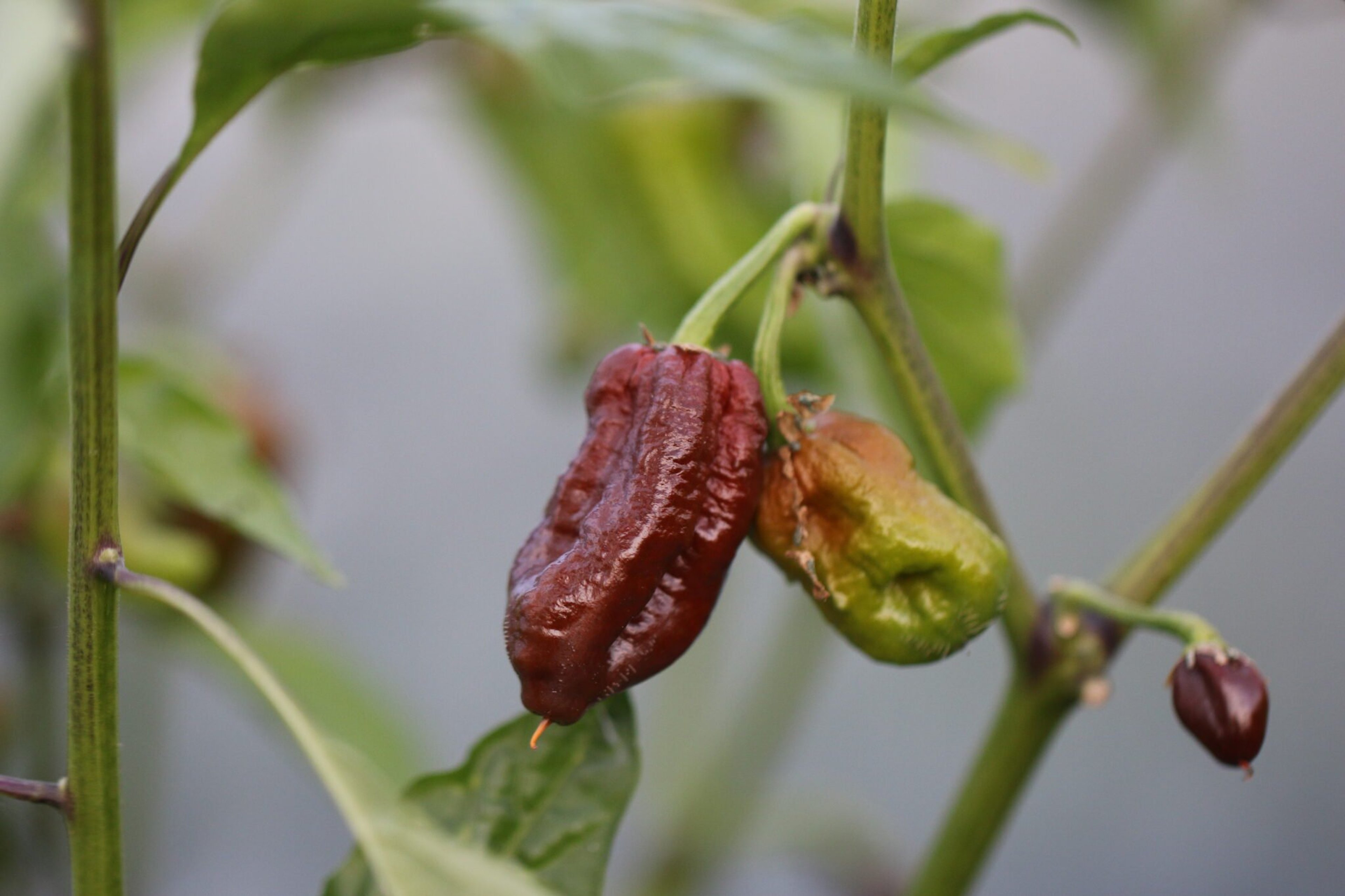 7 Pot Madballz Chocolate - Svenskodlade chilifrön från Svenska Frön