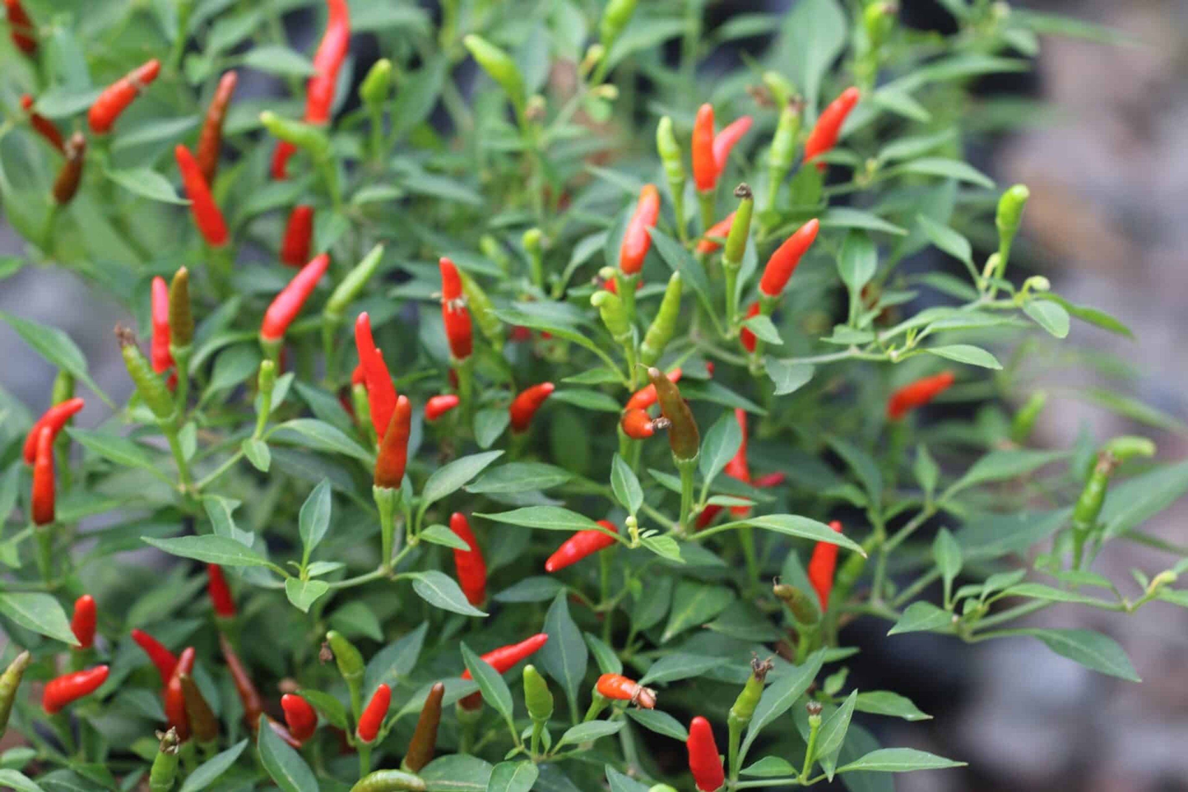 Bird Eye Baby - Svenskodlade chilifrön från Svenska Frön