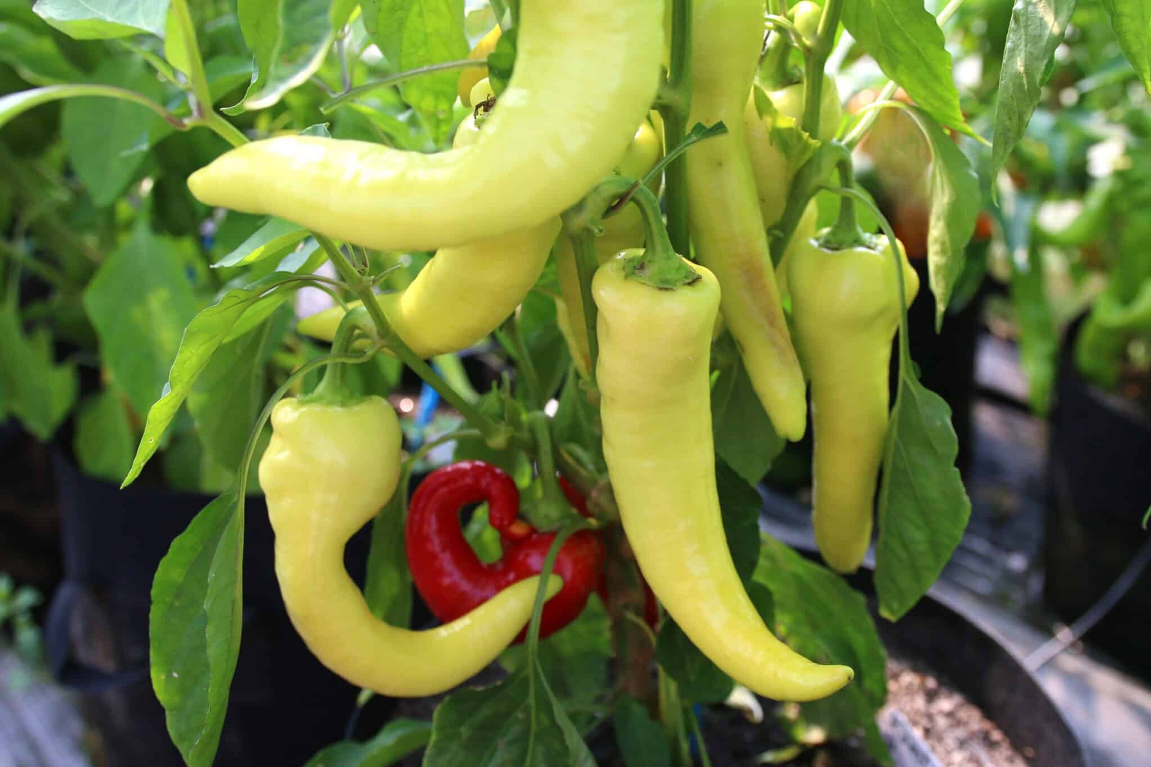 Komtesa - Svenskodlade chilifrön från Svenska Frön