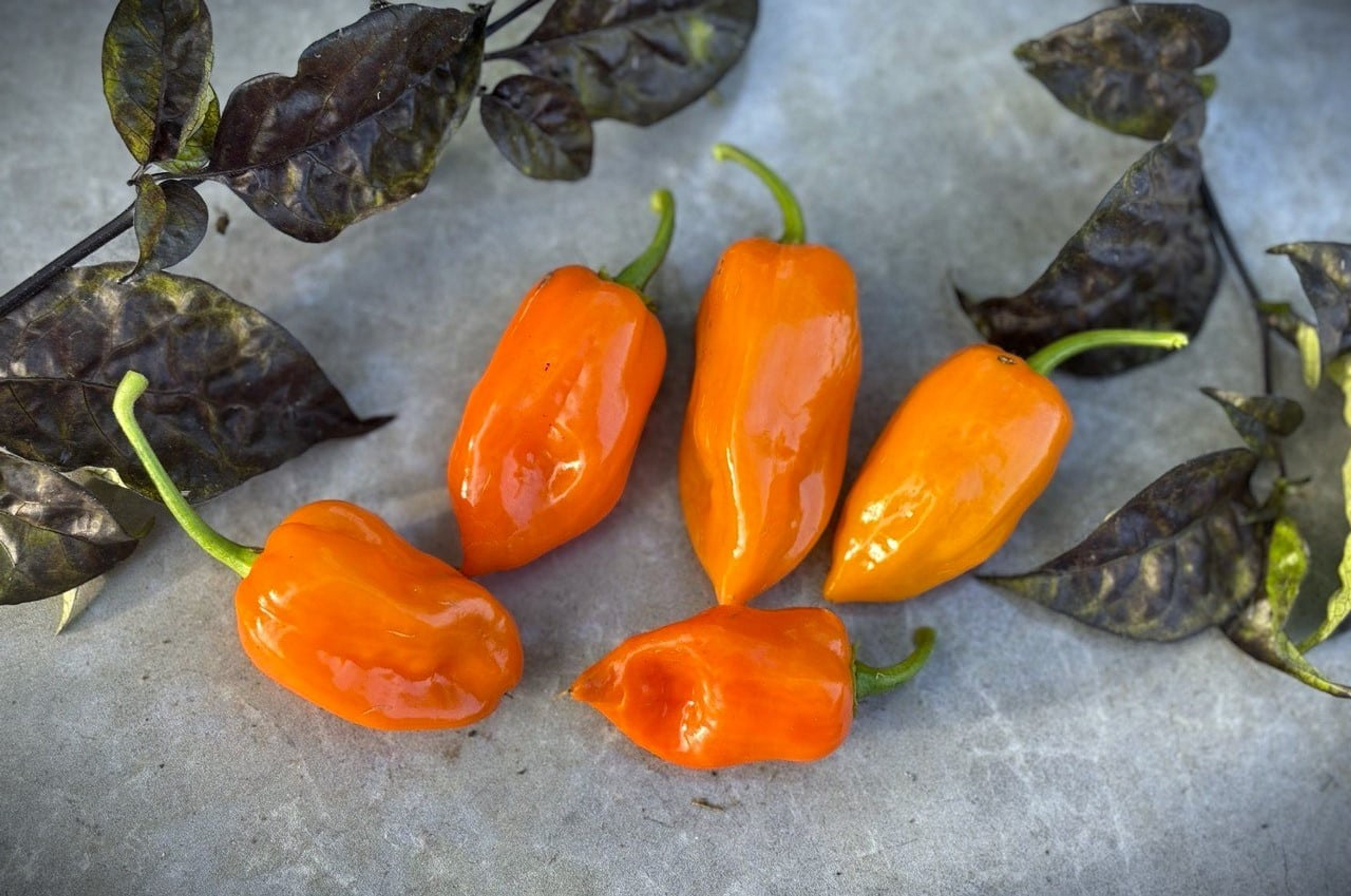 Habanero Orange - Svenskodlade chilifrön från Svenska Frön