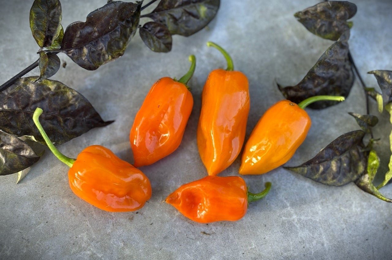 Köp Habanero Orange - Chilifrön online hos Svenska Frön Habanero Orange - Svenskodlade chilifrön från Svenska Frön