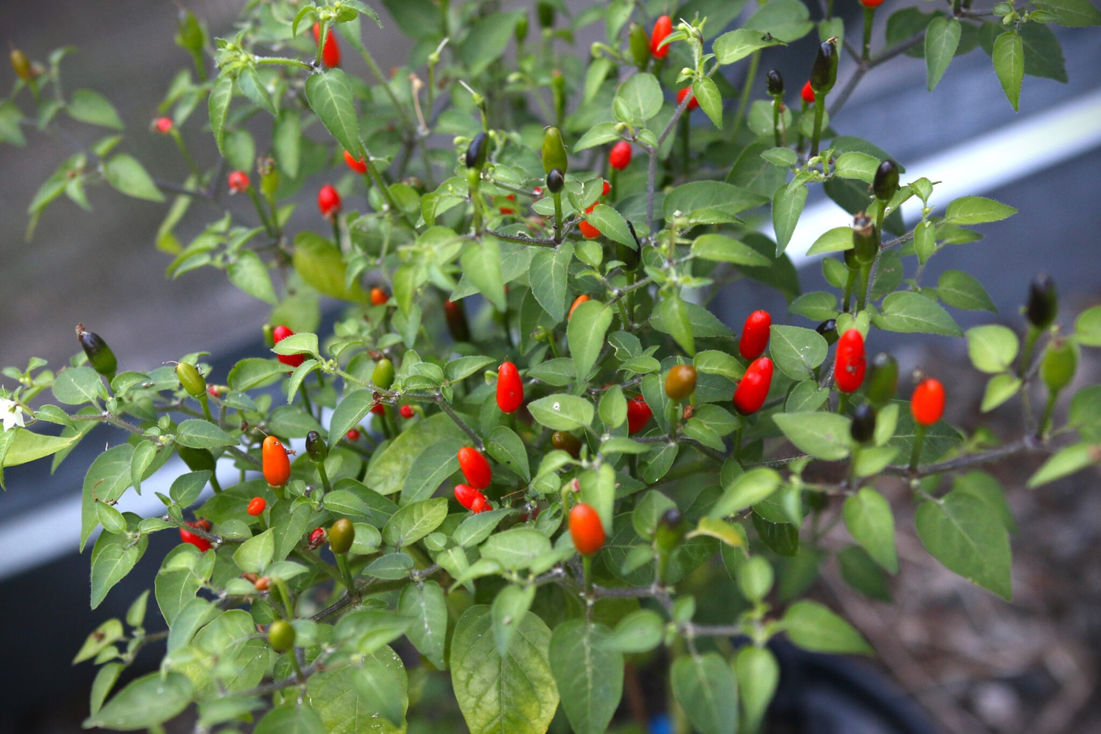 Duke Pequin - Svenskodlade chilifrön från Svenska Frön