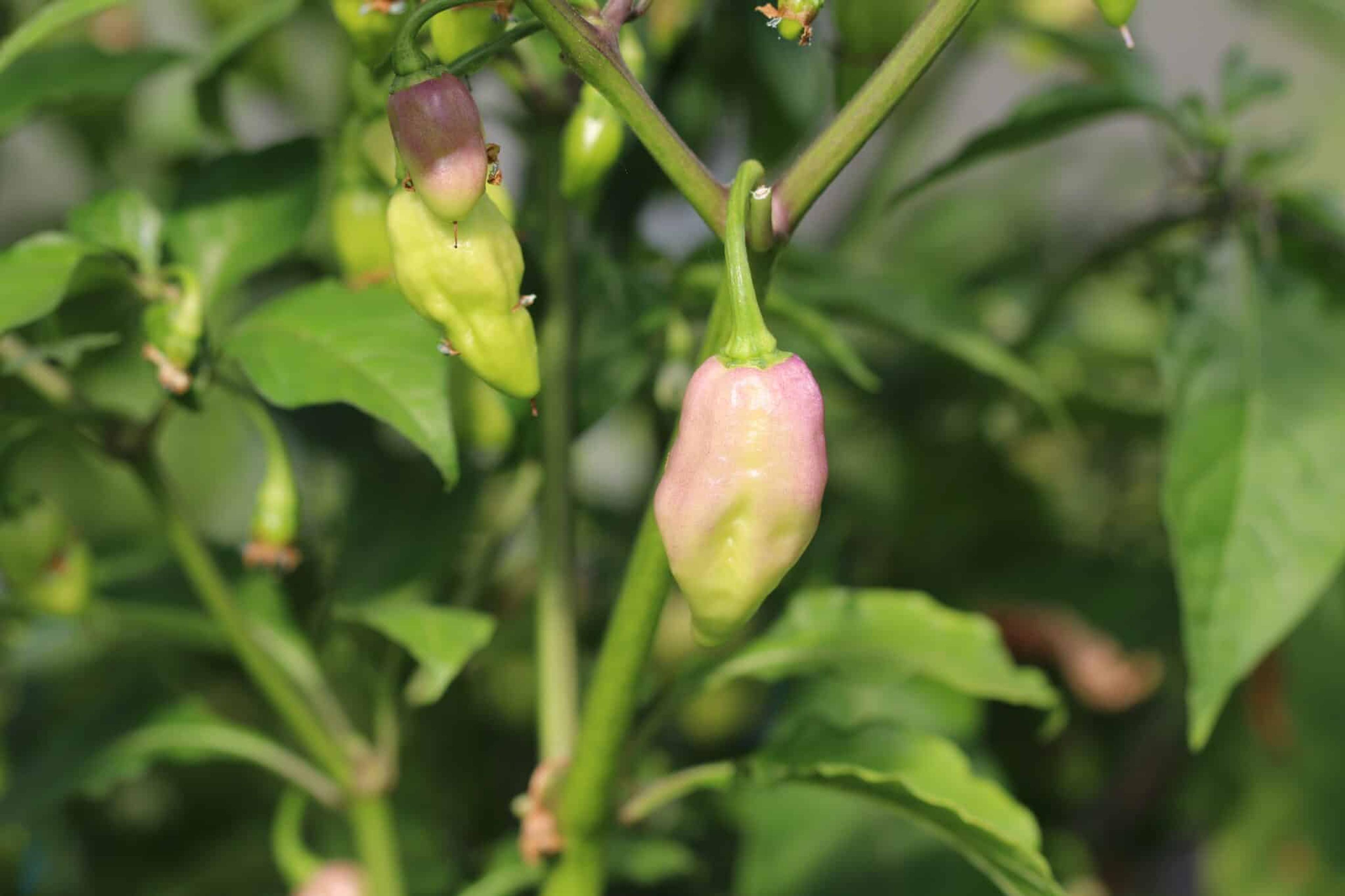 Habanero Cotton Candy miniatyrbild 2