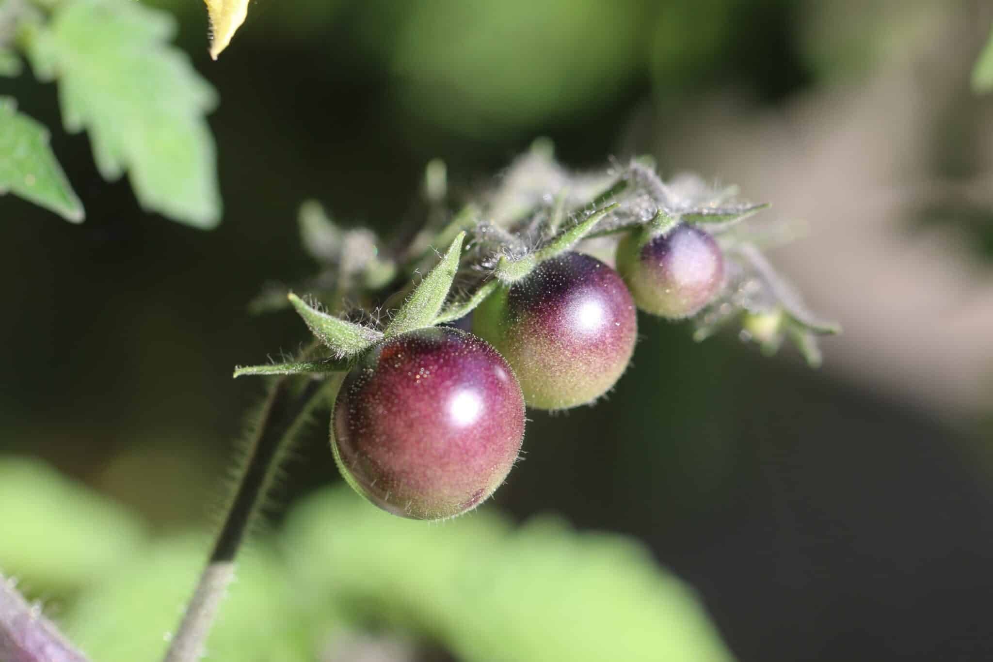 Köp Indigo Blue Berries - Tomatfrön online hos Svenska Frön Indigo Blue Berries - Svenskodlade tomatfrön från Svenska Frön