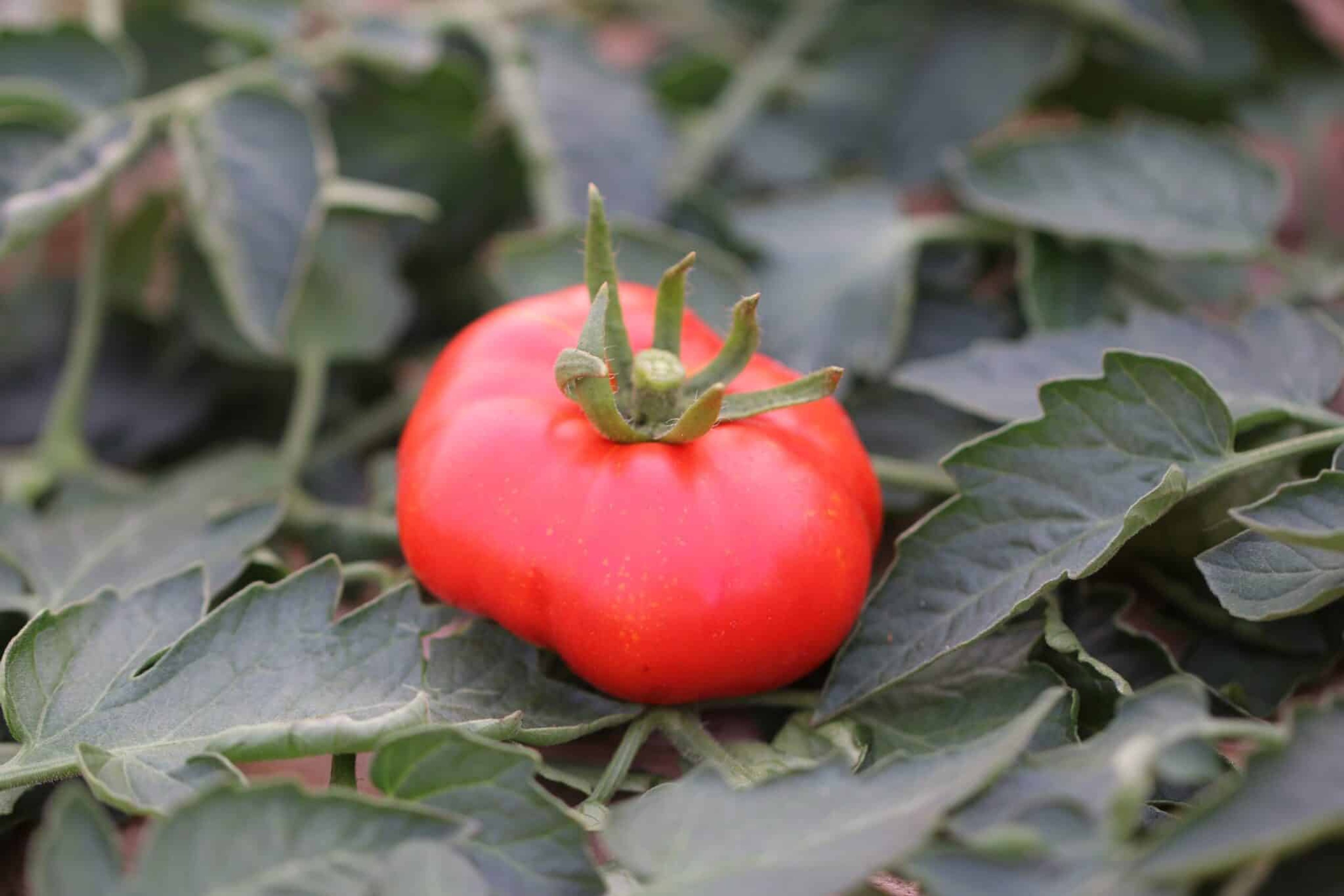 Oregelbundna röda Marmande-tomater med plattad form